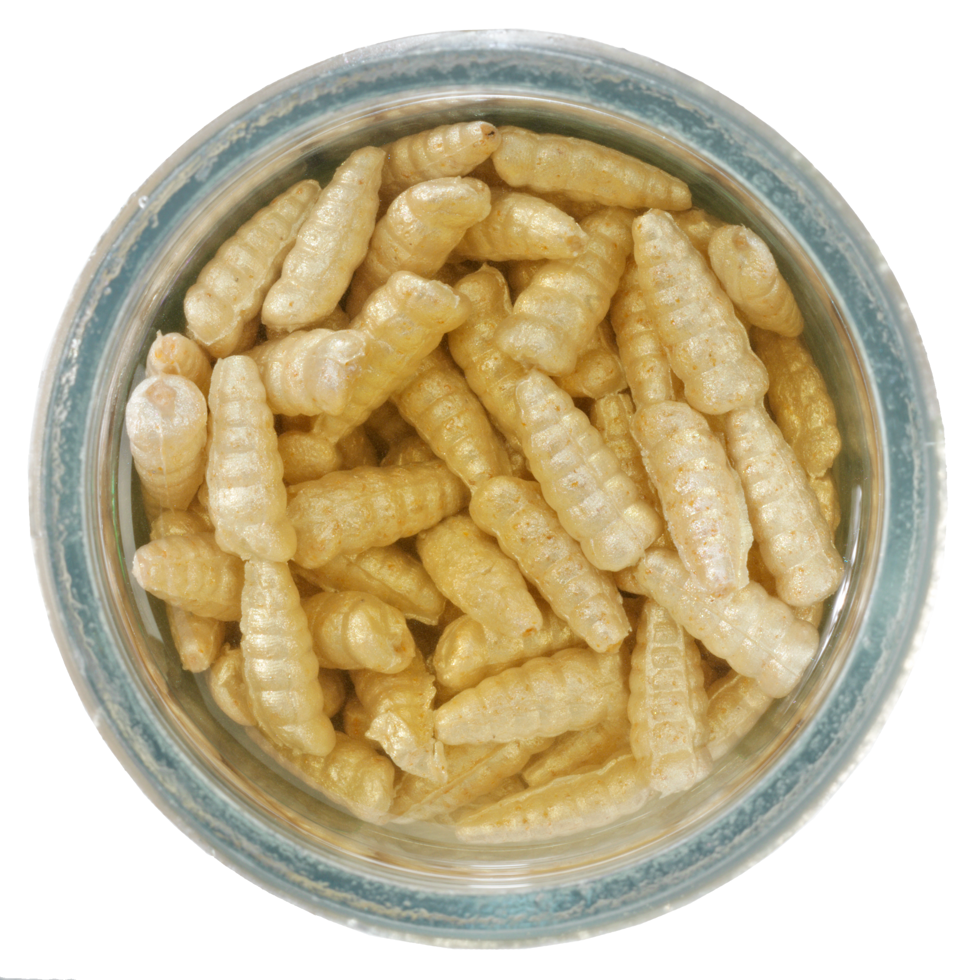 Berkley Gulp! Alive! Waxies Micro Bait - White