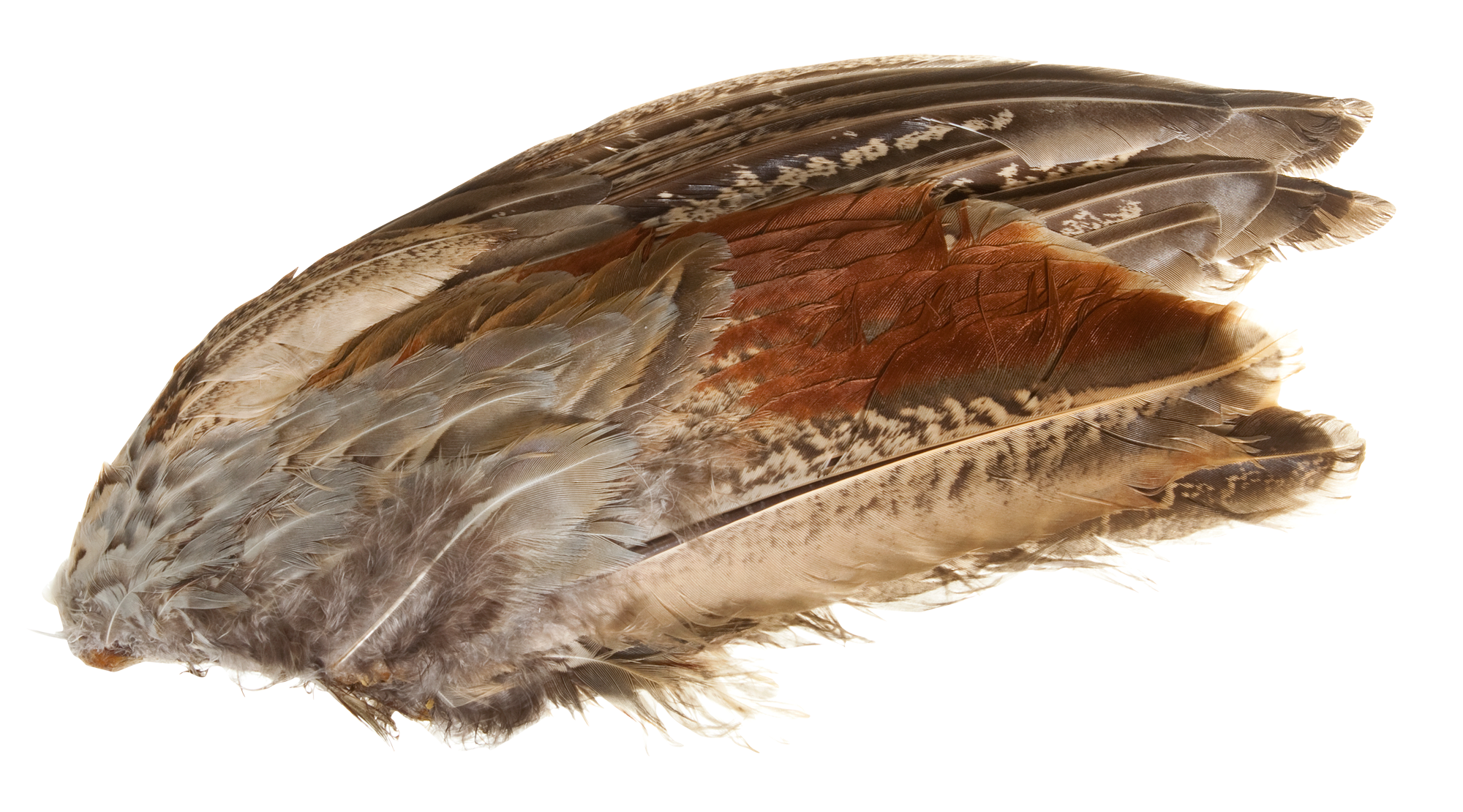 Classic T Designs Wild Pheasant Wings - 2 Pack - Classic T Designs