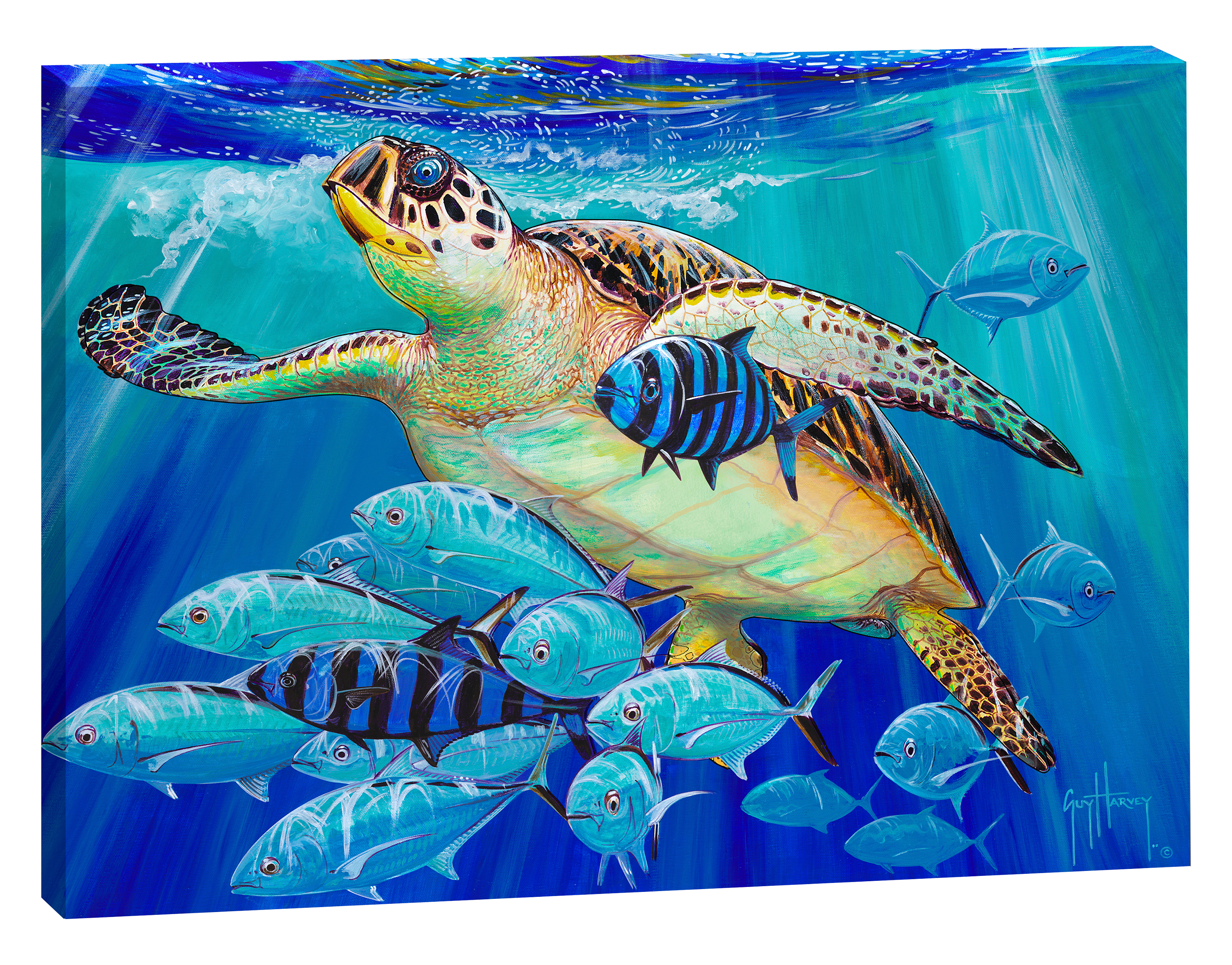 Guy Harvey Hawksbill Caravan Canvas Art