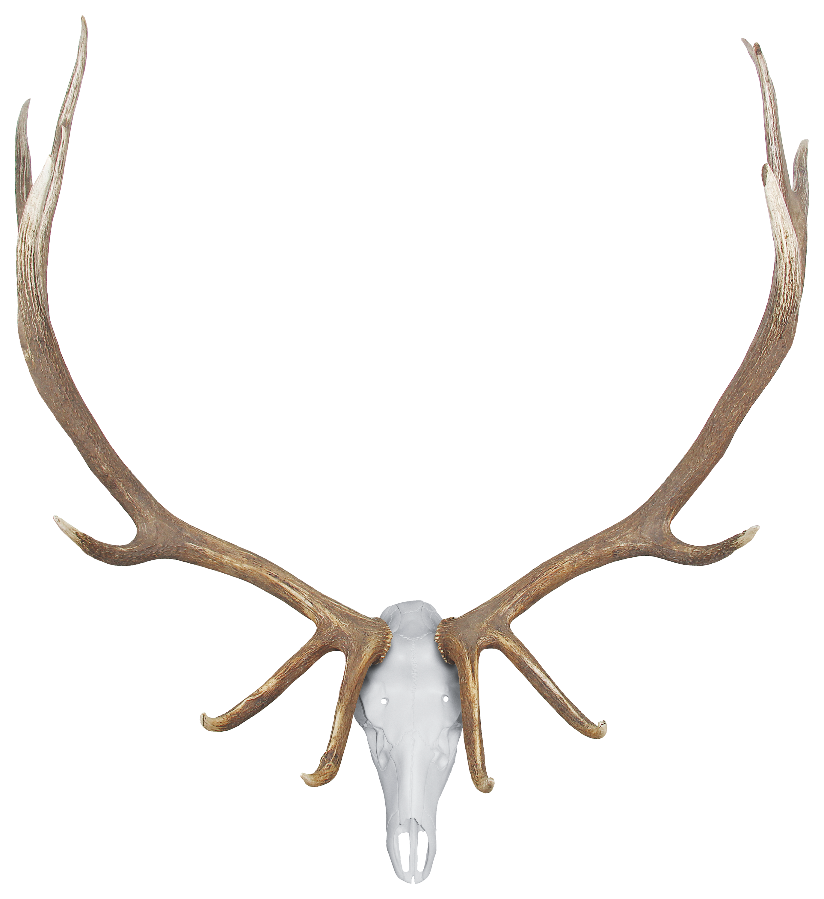 Mountain Mike's Skull Master Elk Kit - Mountain Mike's Reproductions