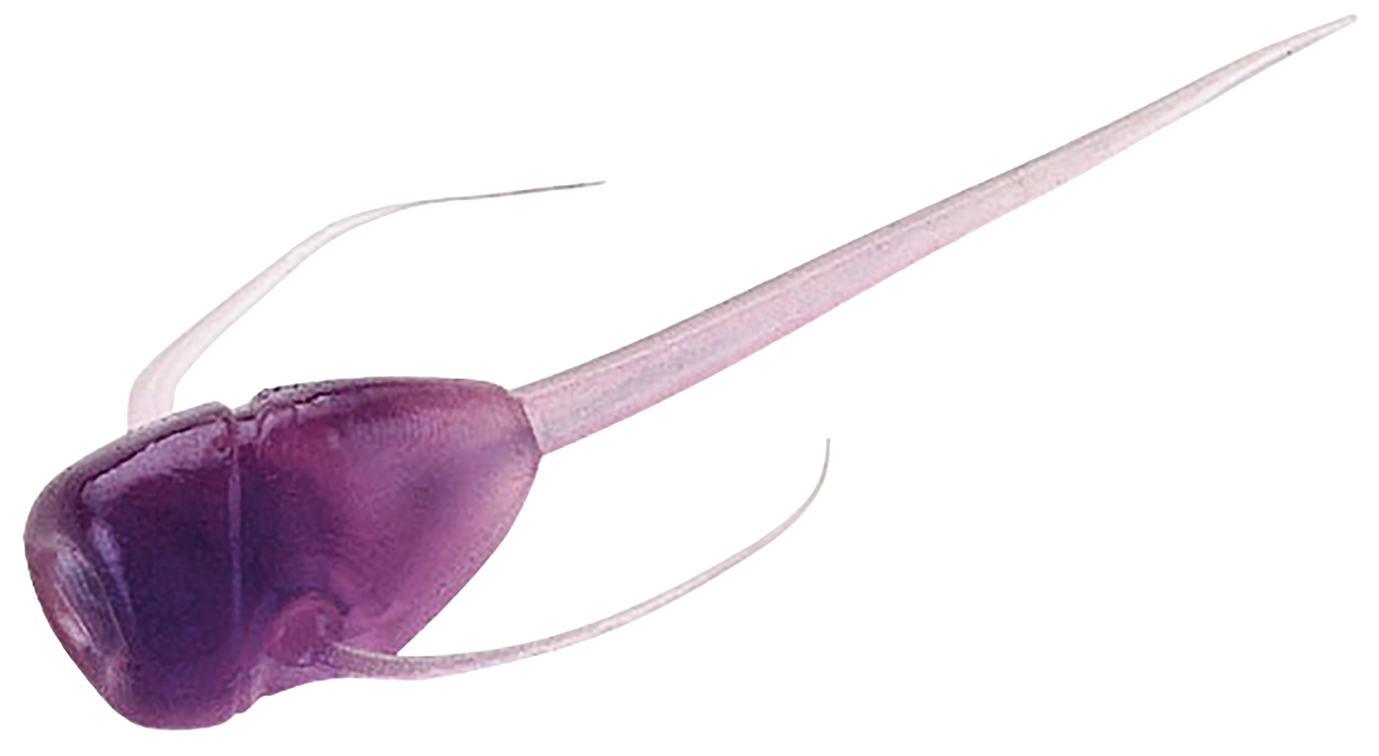 13 Fishing Ice Plastics The Paralyzer - Purple Rain