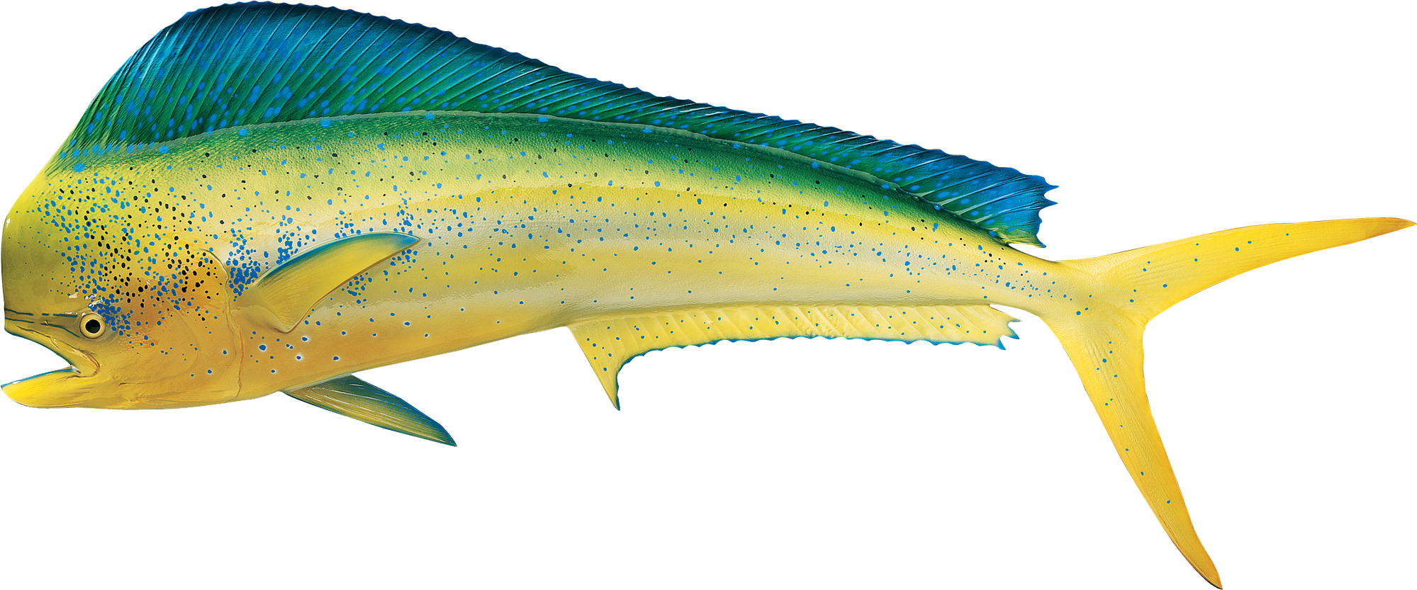 Cabela's Fish Mount Saltwater Replica Dolphin/Dorado