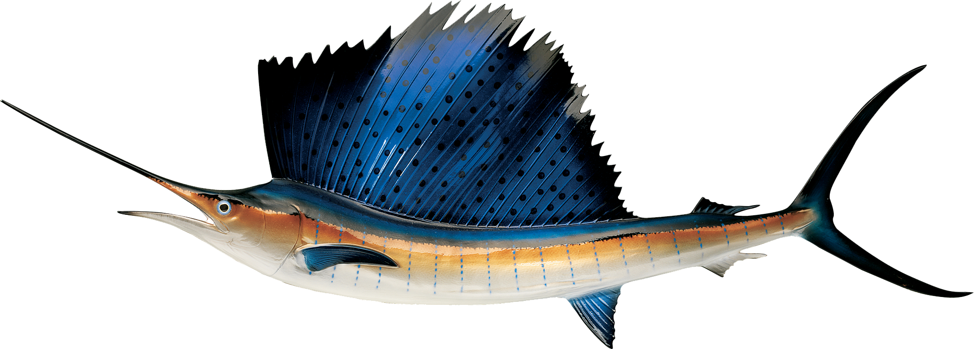 Cabela's Fish Mount Saltwater Replica Sailfish