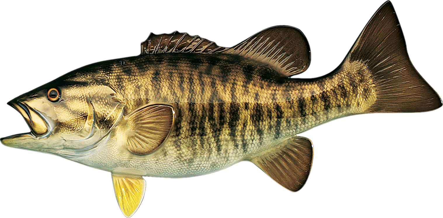 Cabela's Freshwater Fish Mount Replica Smallmouth Bass