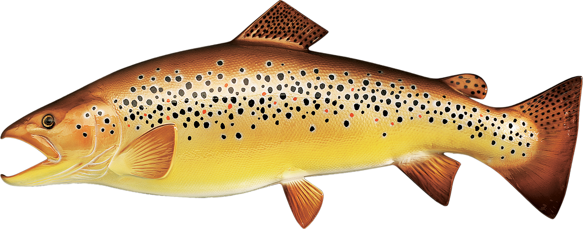 Cabela's Freshwater Fish Mount Replica Brown Trout