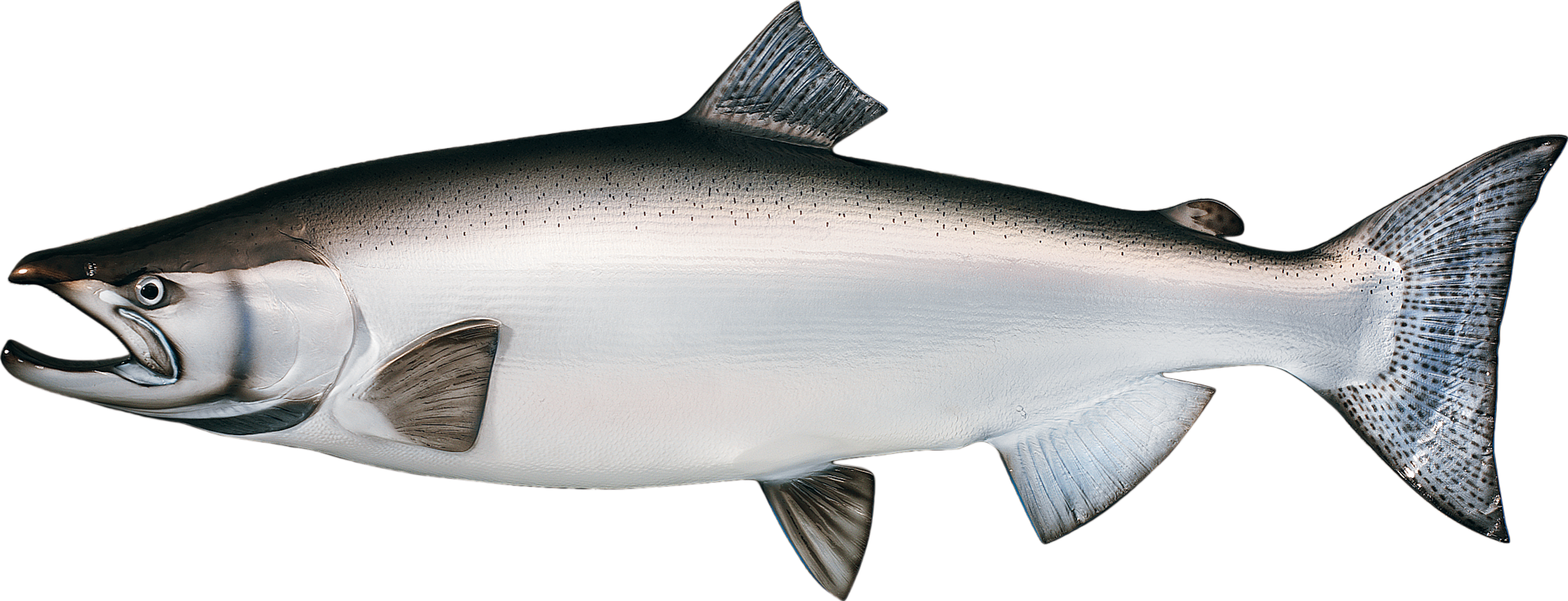 Cabela's Freshwater Fish Mount Replica King Salmon