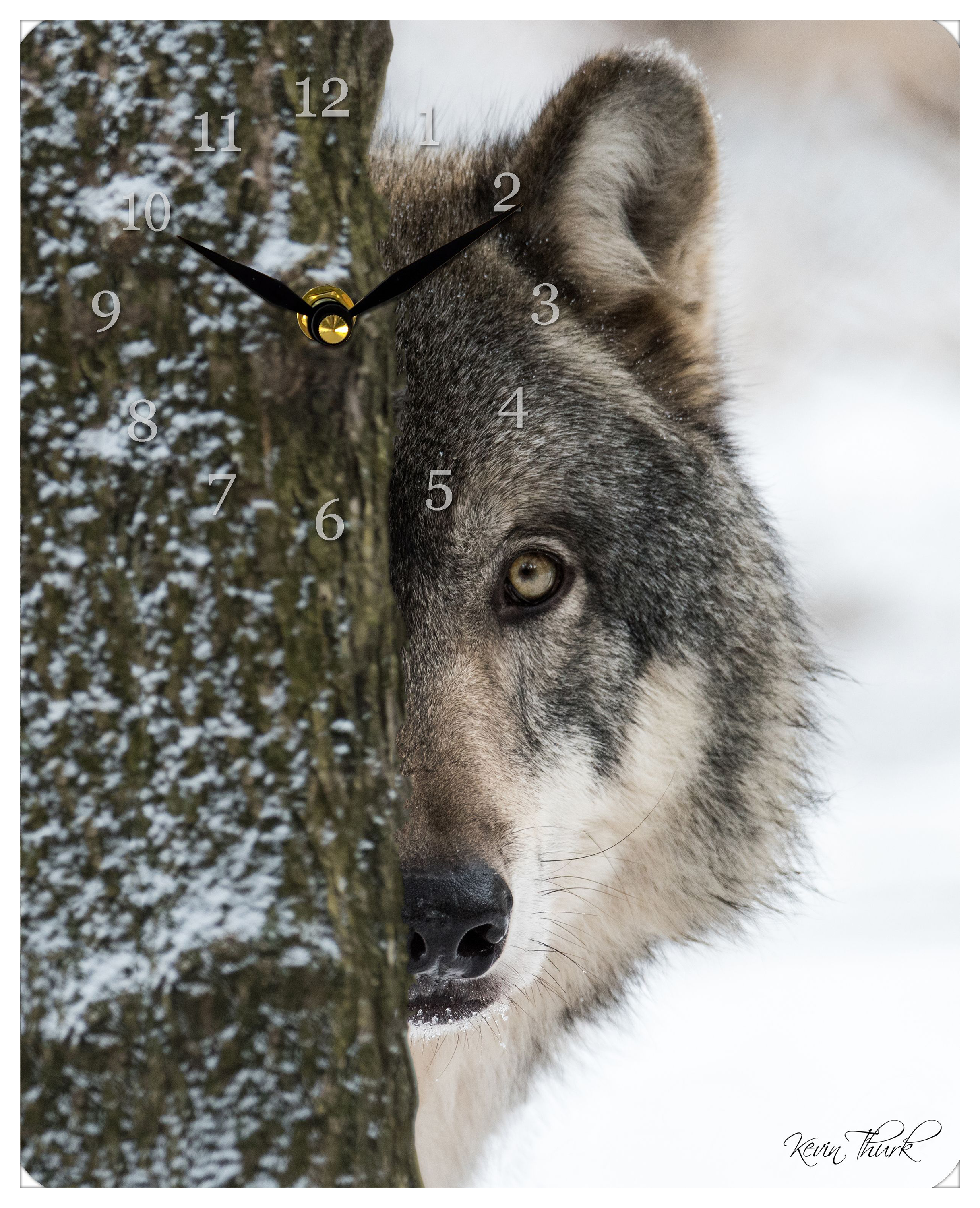Print &Frame Wolf by Kevin Thurk Metal Clock