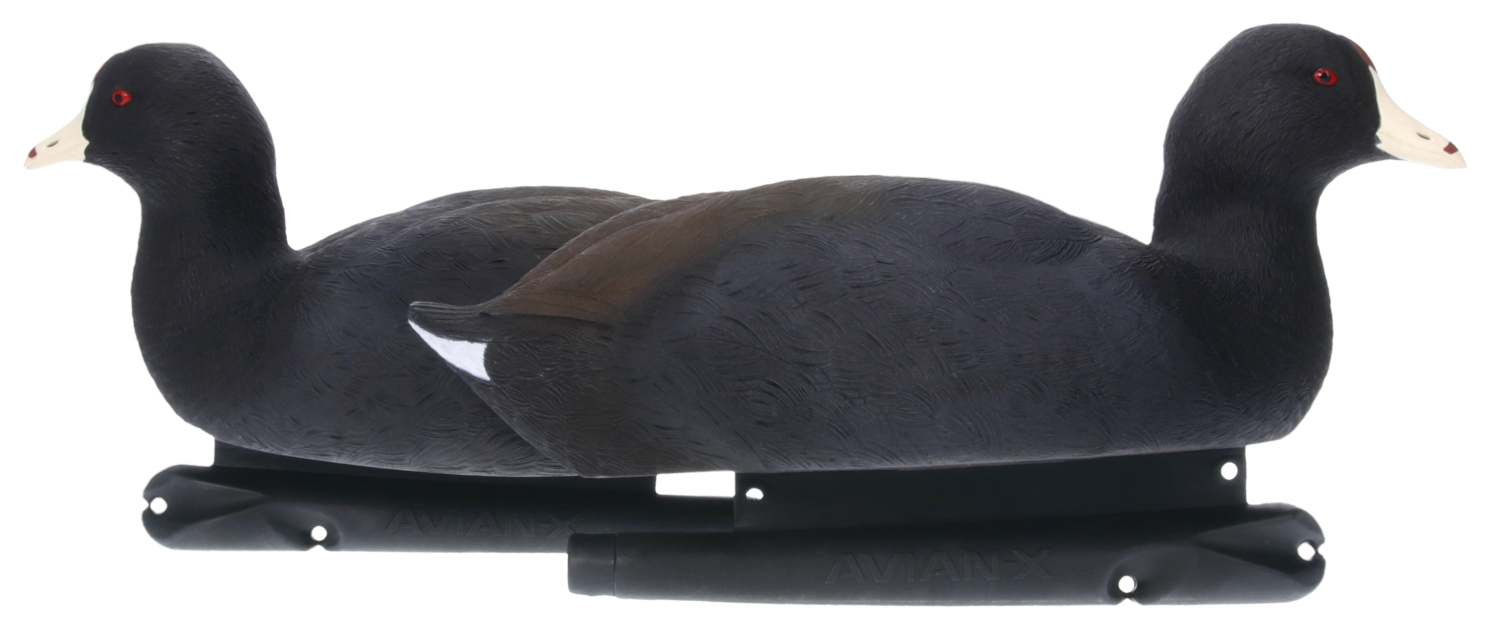 Avian-X TopFlight Coot Decoys - Avian-X