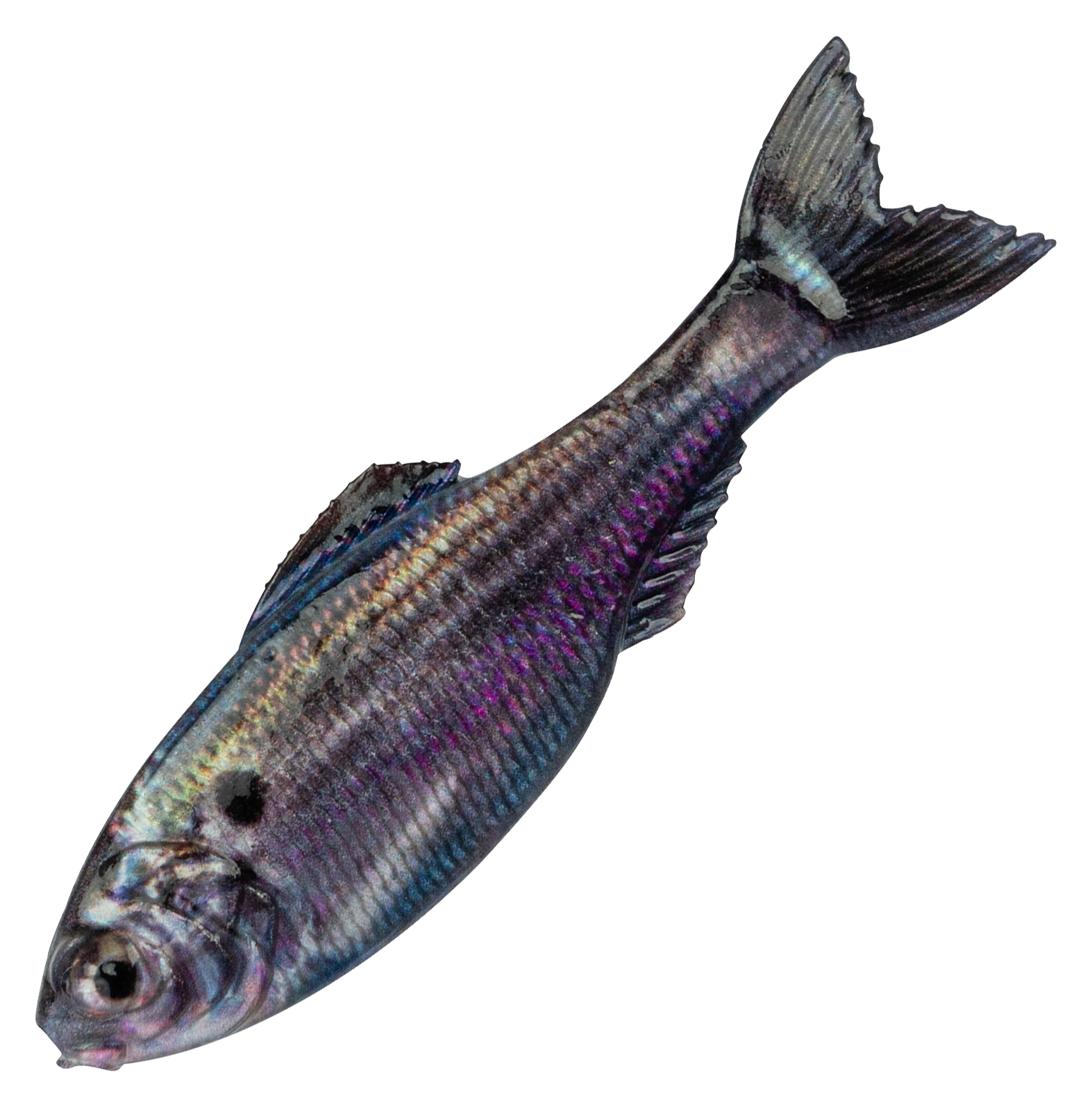 Image of 6th Sense Fishing Panorama Swimbait - Live Threadfin Shad - 6-1/2″