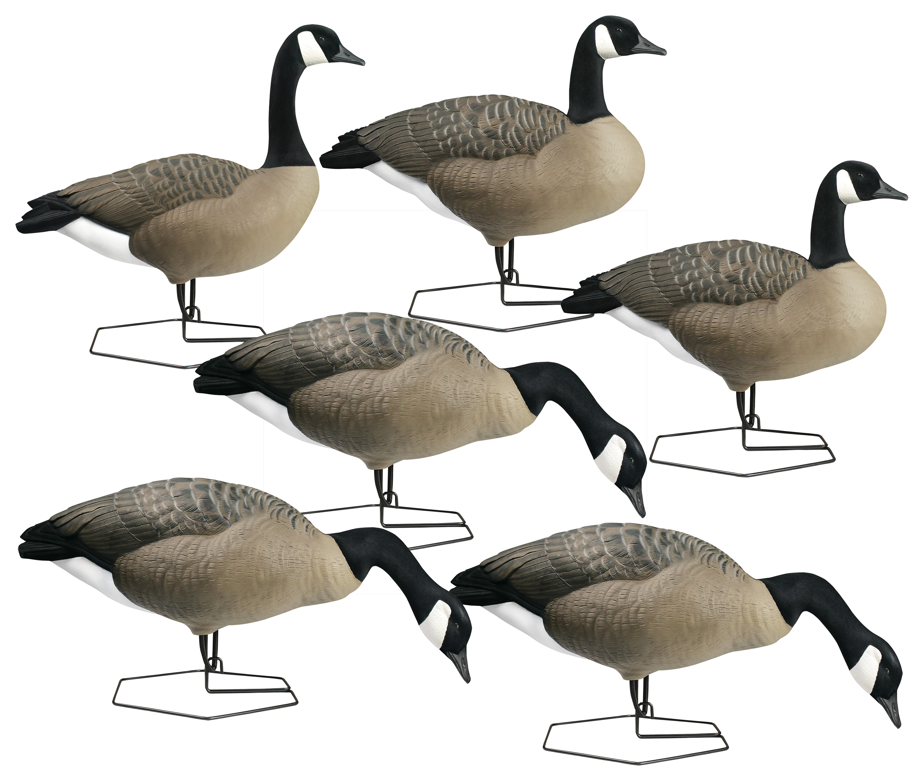 DOA Decoys Rogue Series Full Body Canada Goose Decoy 6-Pack