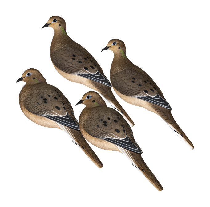 Avian-X Full-Body Dove Decoys - Cabela's