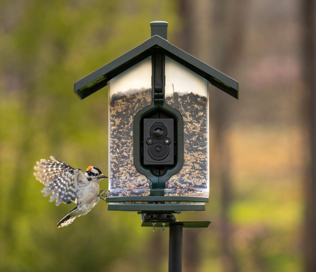 Image of FeatherSnap Wi-Fi Smart Bird Feeder