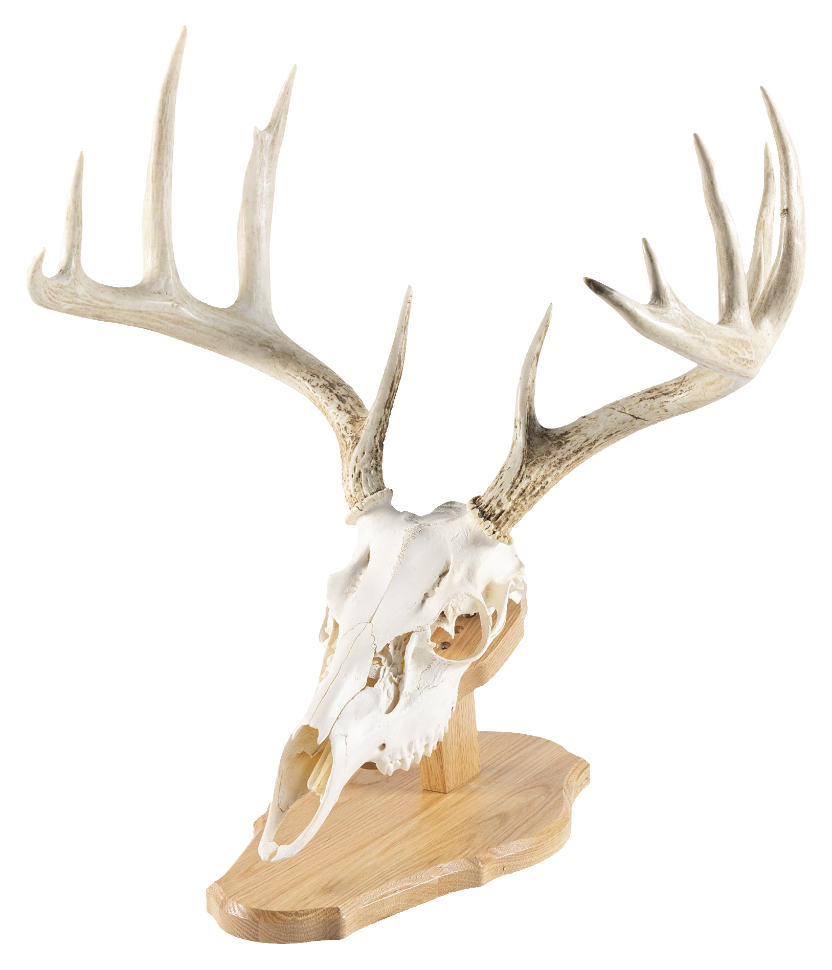 Walnut Hollow Country Deluxe Euro Skull Display Kit - Oak - Walnut Hollow Country