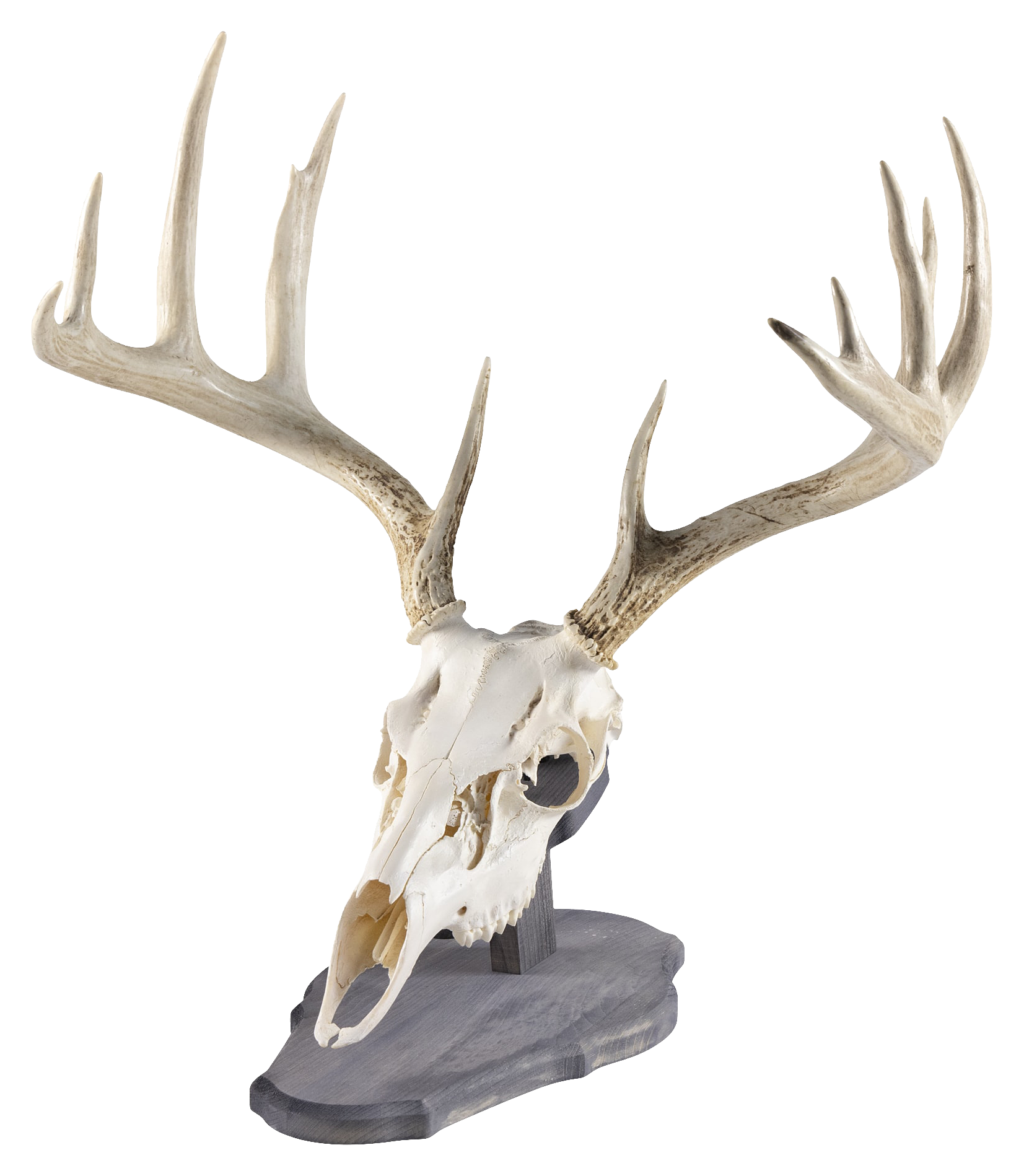 Walnut Hollow Country Deluxe Euro Skull Display Kit - Pine - Walnut Hollow Country