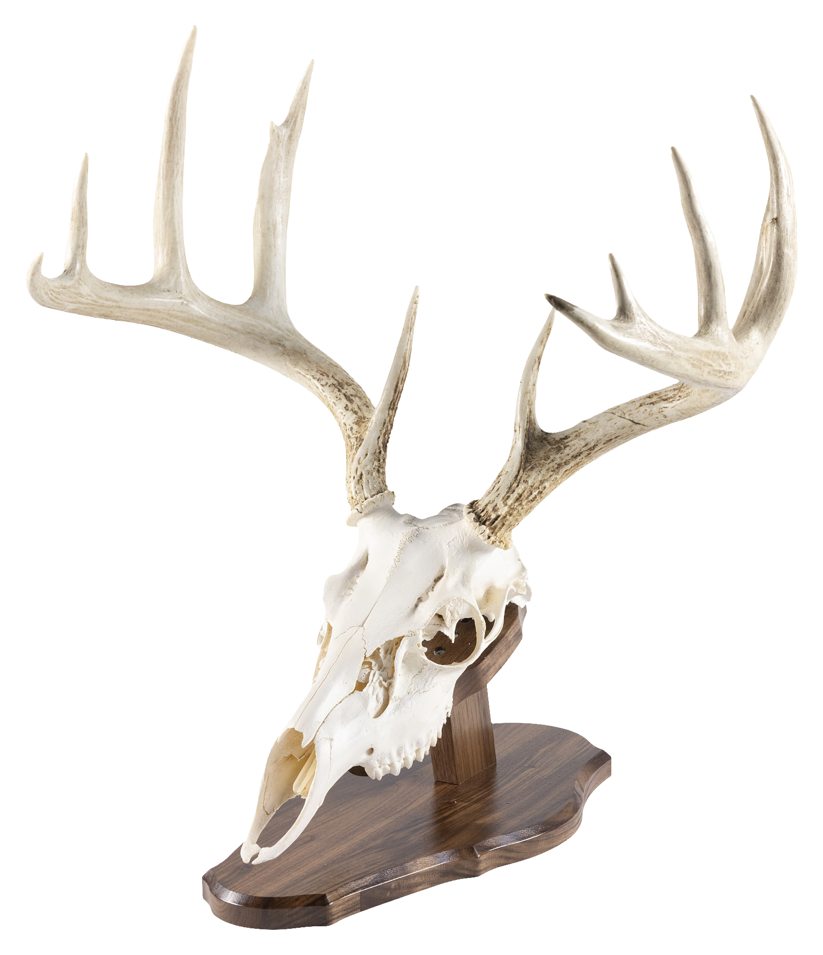 Walnut Hollow Country Deluxe Euro Skull Display Kit - Walnut - Walnut Hollow Country