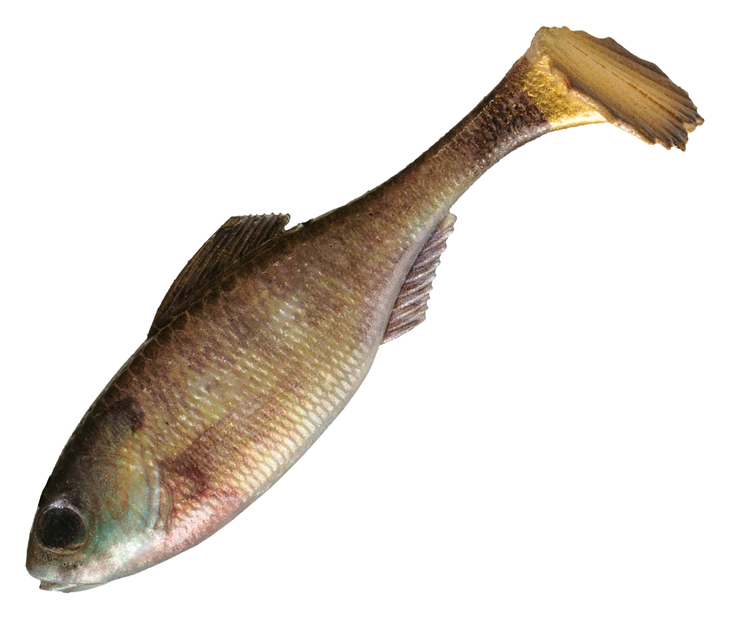 Image of 6th Sense Fishing Panorama Swimbait - Live Bluegill - 4.3'