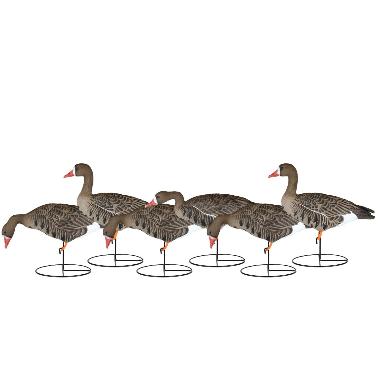 Dakota Decoy Company Dakota Full Body Fully Flocked Specklebelly Goose Decoys 6 Pack - $269.99 at Cabela's Program