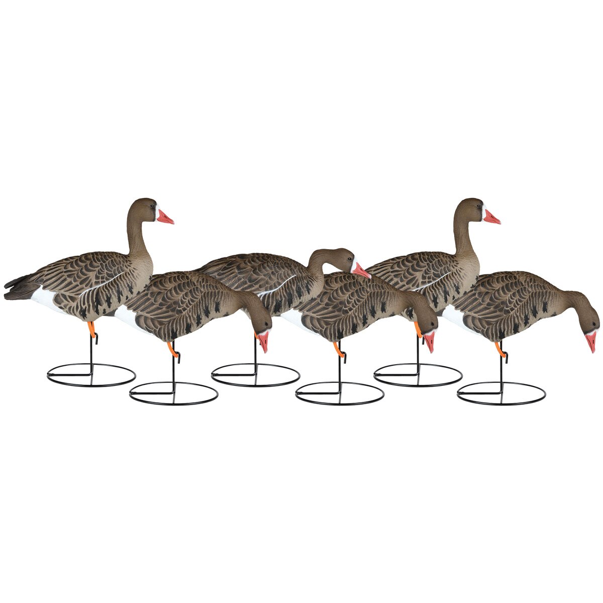 Dakota Decoy Company Dakota Full Body Specklebelly Goose Decoys 6 Pack - $229.99 at Cabela's Program