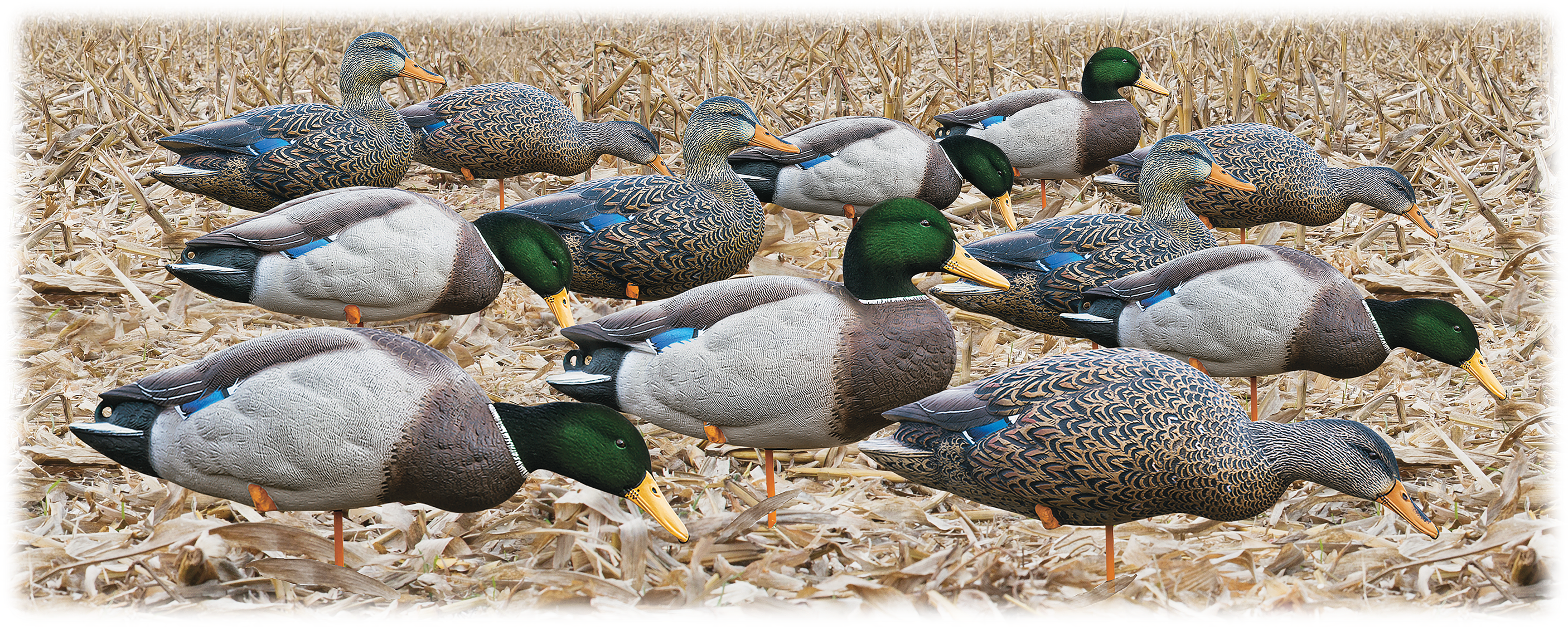 Avian-X AXP Outfitter Full-Body Mallard Duck Decoys - Avian-X