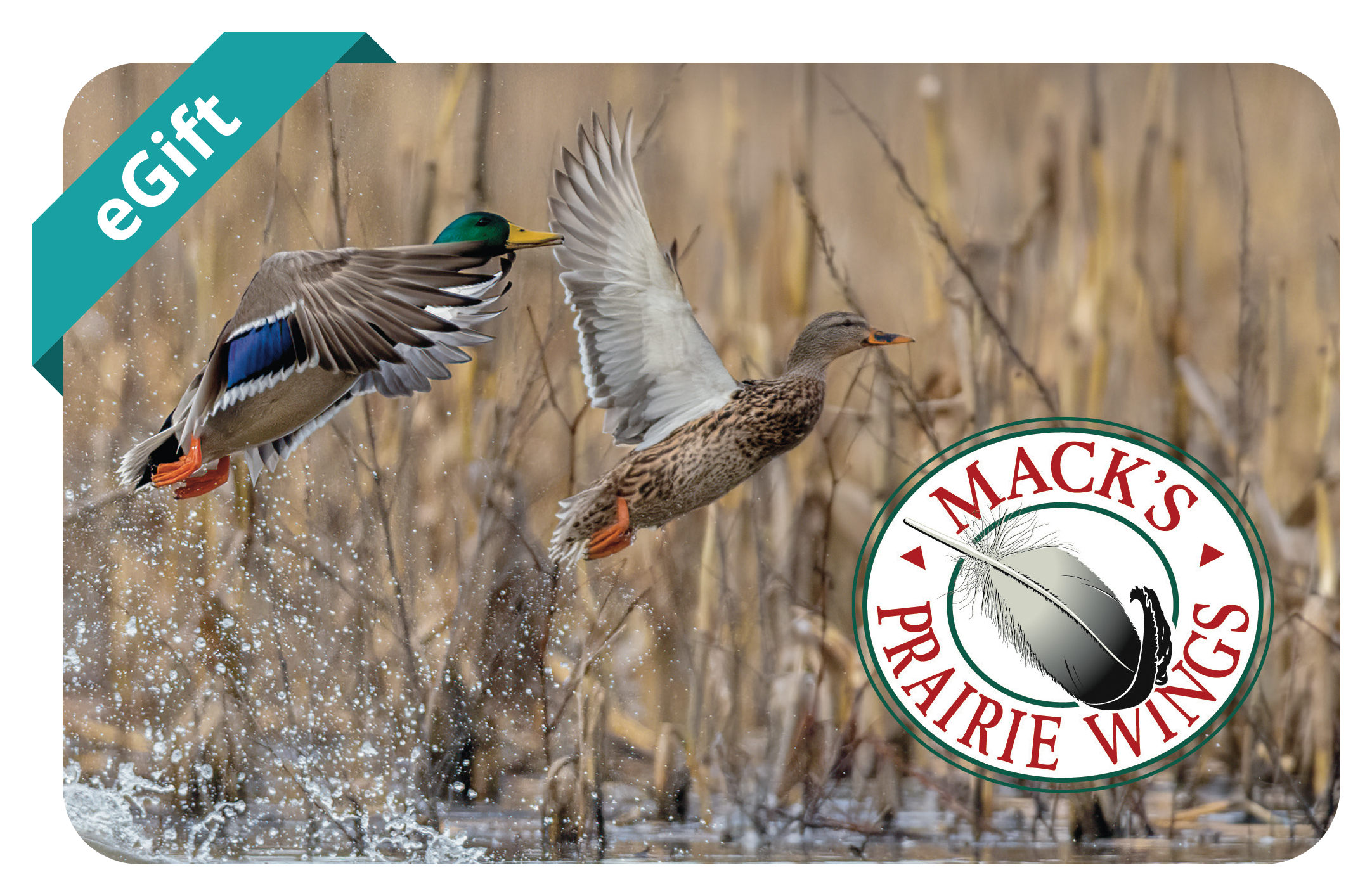 Image of Mack's Prairie Wings Dual Flight eGift Card - $25