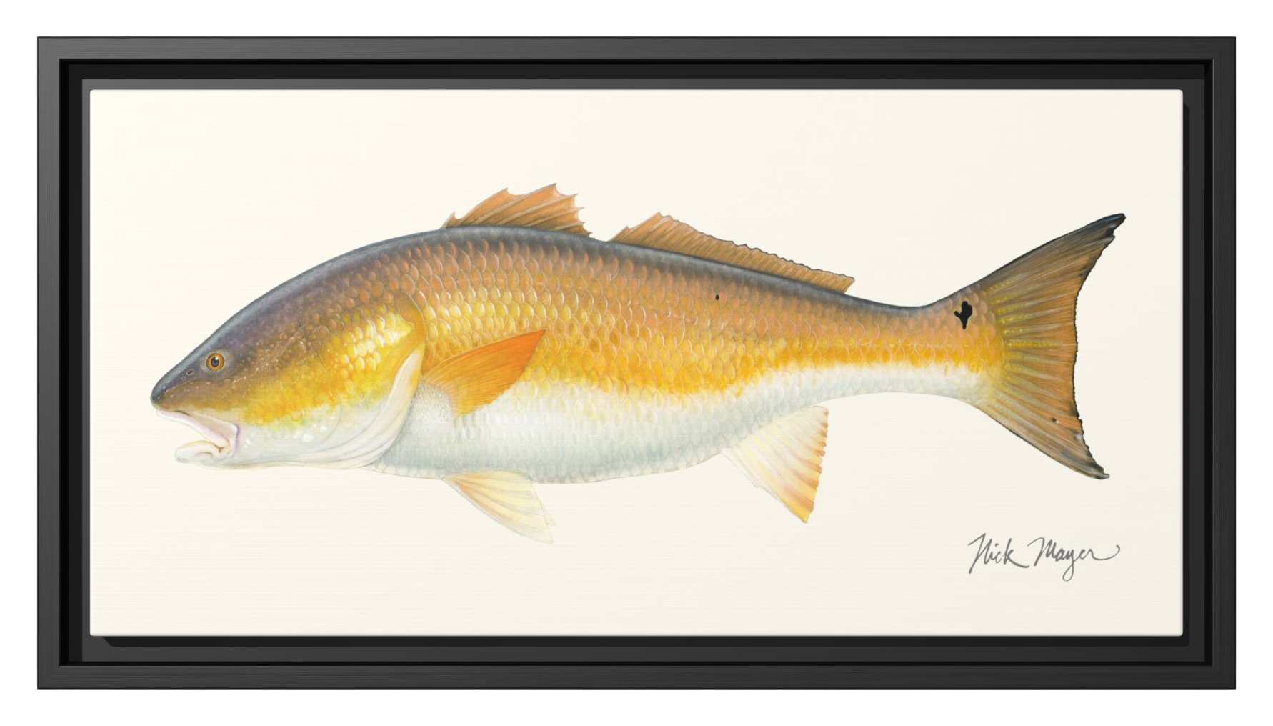 Nick Mayer Art Nick Mayer Bull Redfish Framed Canvas - $99.99 at Cabela's Program