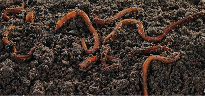 Frabill Fat &Sassy Worm Bedding