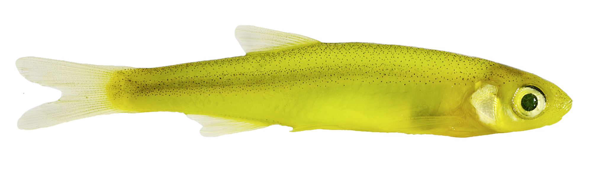 Magic Emerald Shiner Minnows - Medium - Chartreuse - 1.5 oz.