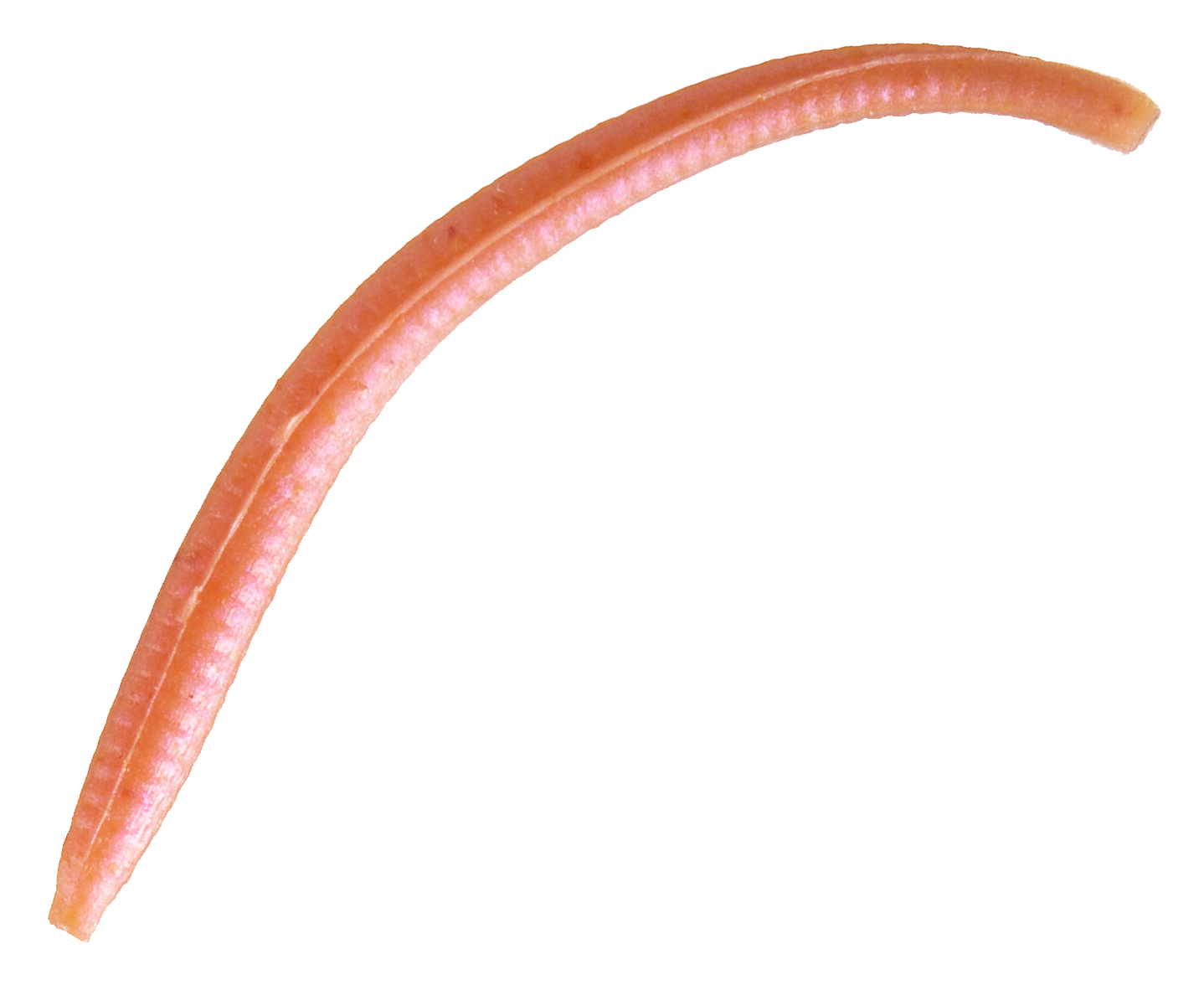 BERKLEY Gulp! Alive! Angleworm Micro Baits