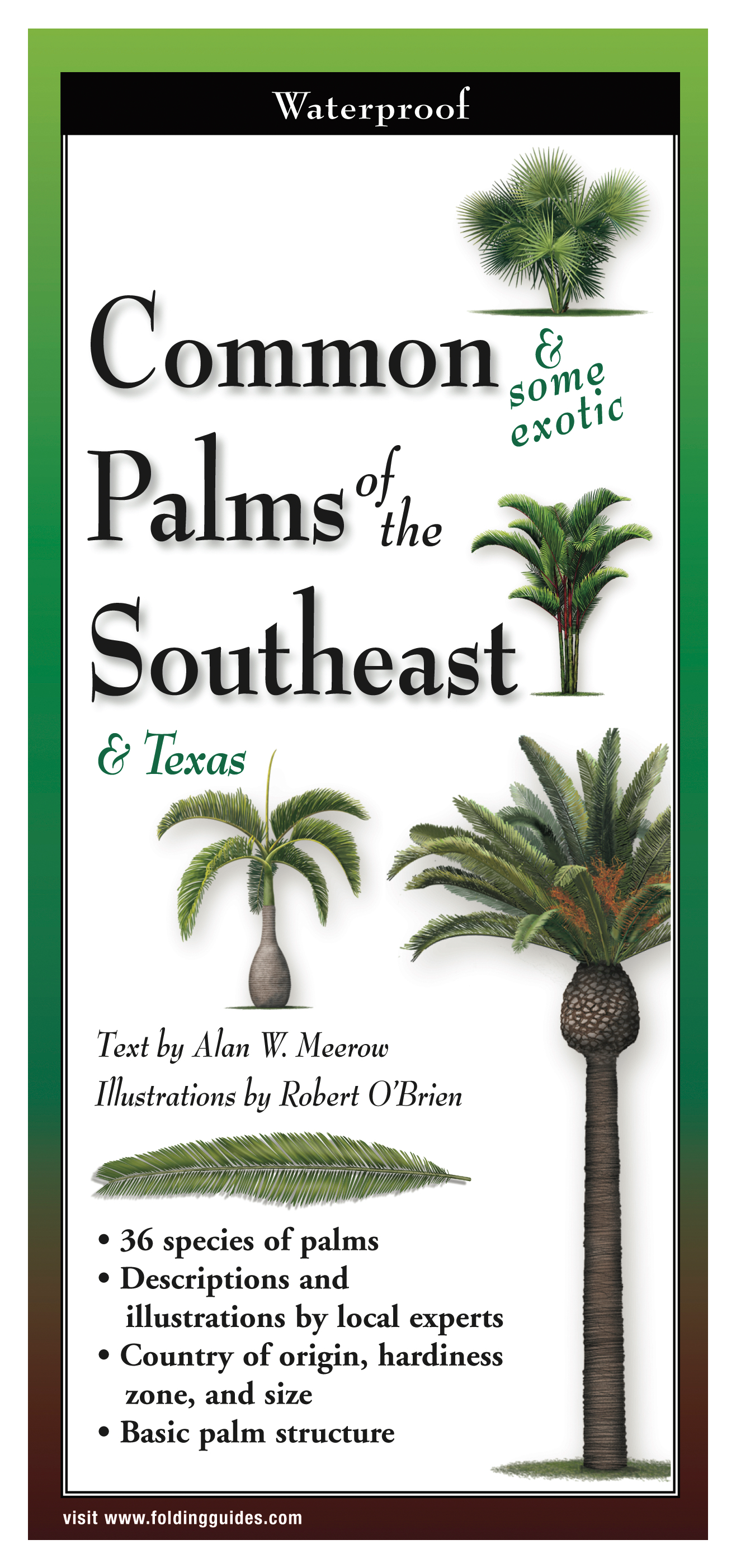 Image of Common & Some Exotic Palms of the Southeast & Texas Laminated Folding Guide by Alan Meerow and Robert O'Brien