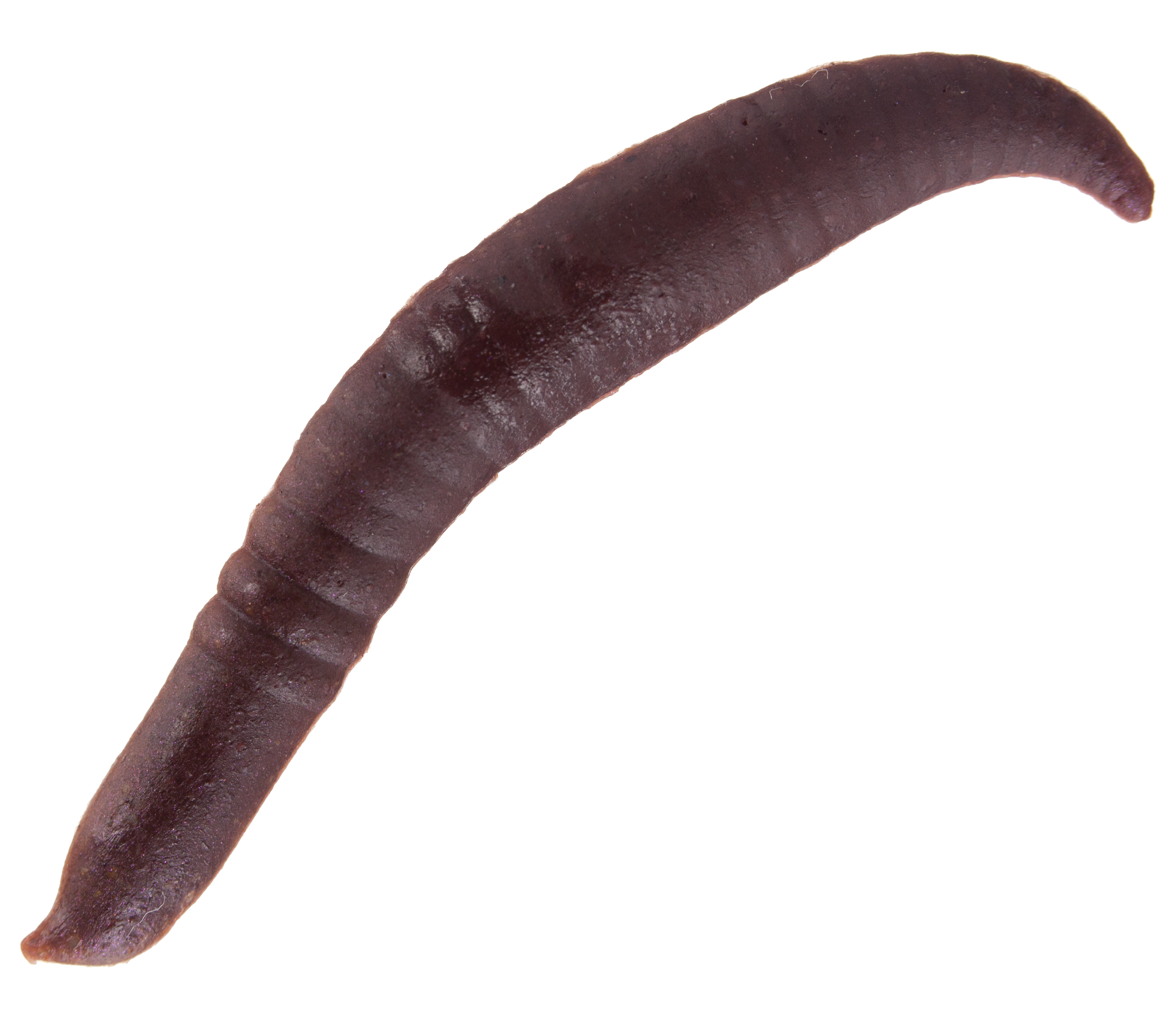 Try Pinched Crawler Gulp! Worms for Florida Panfish - Florida Sportsman