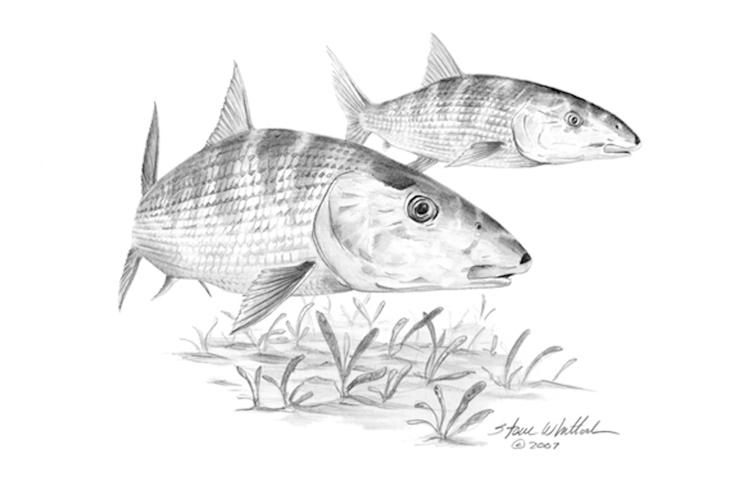Steve Whitlock Bonefish Pencil Art