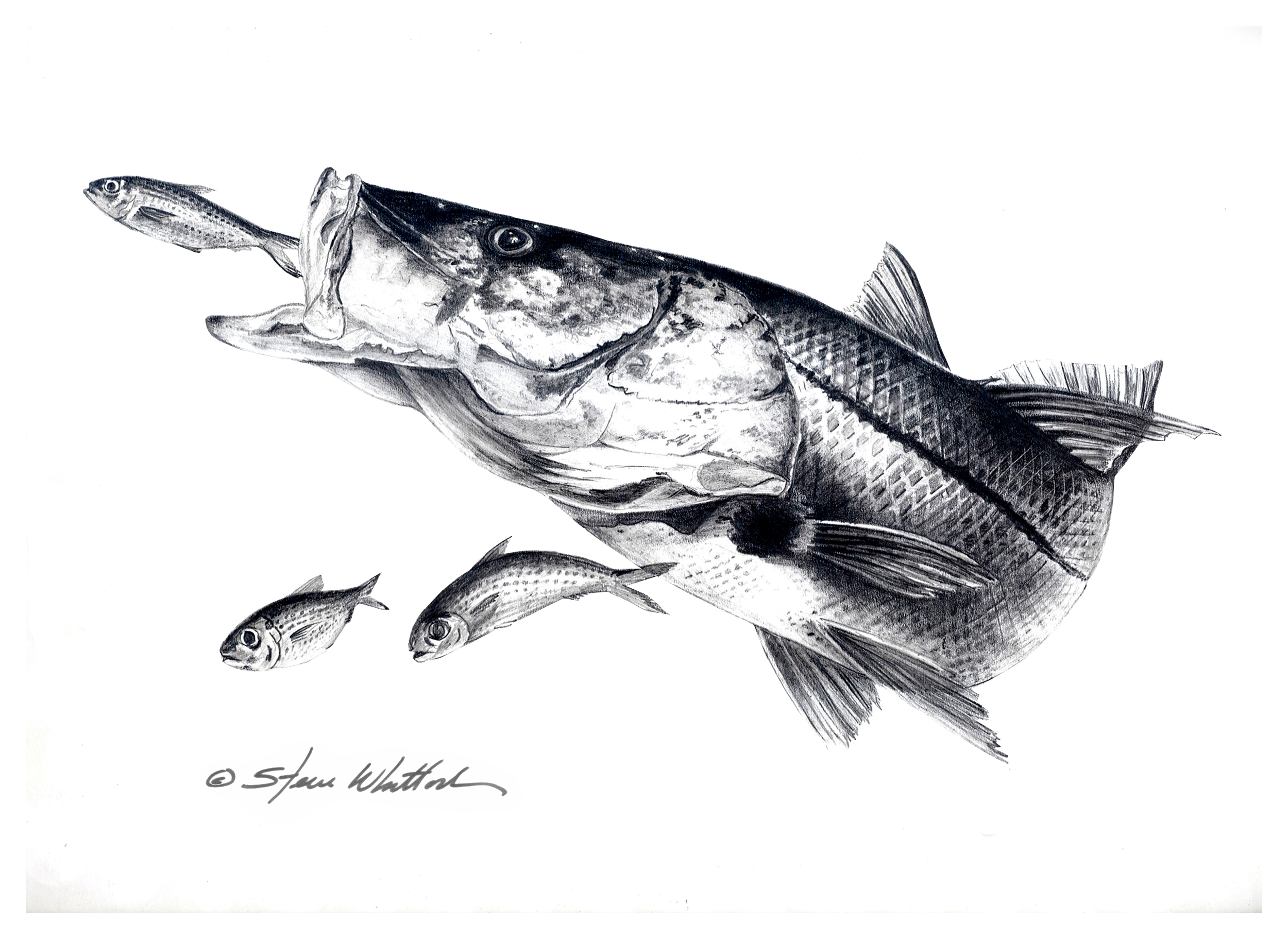 Steve Whitlock Snook Pencil Art