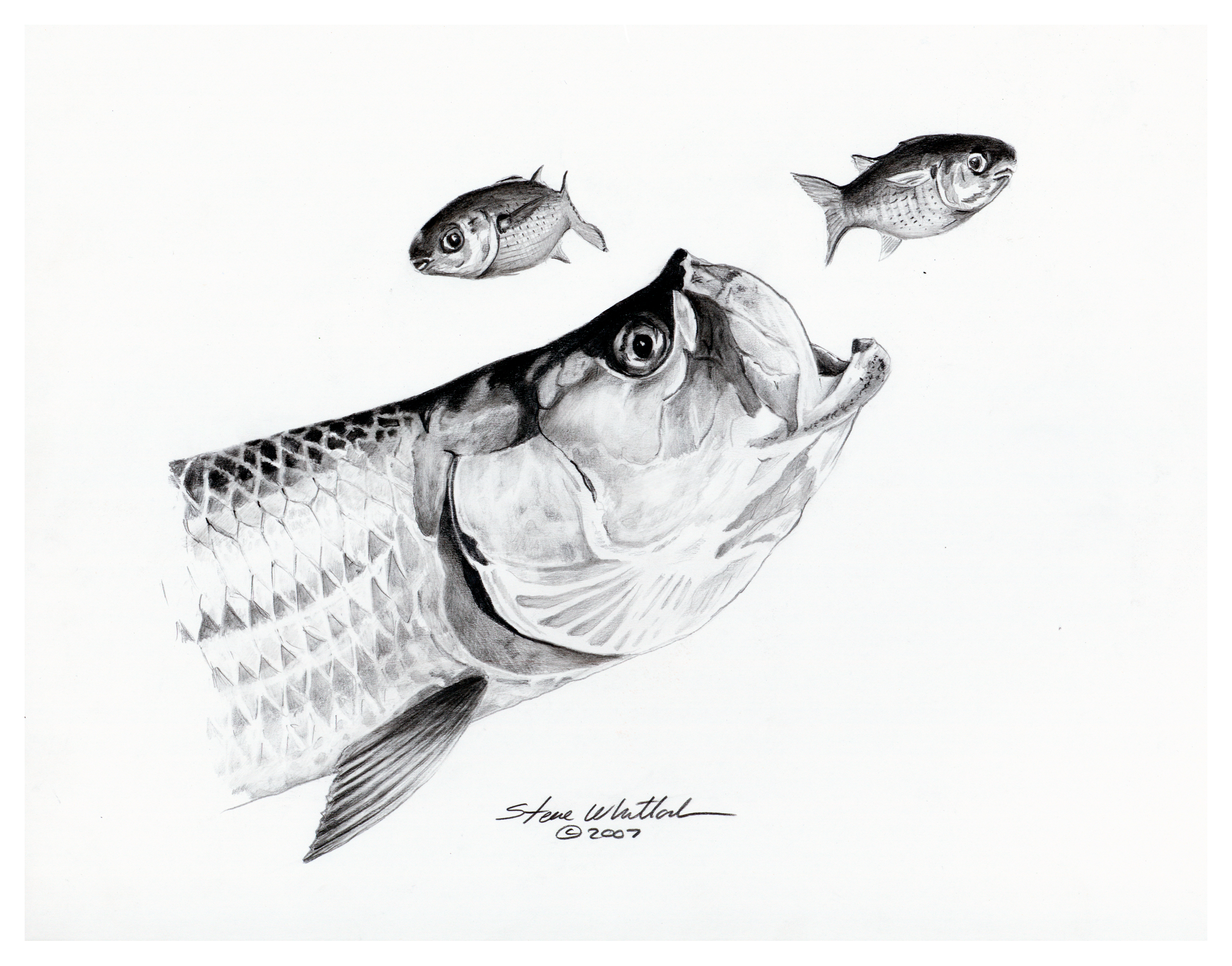 Steve Whitlock Tarpon Pencil Art