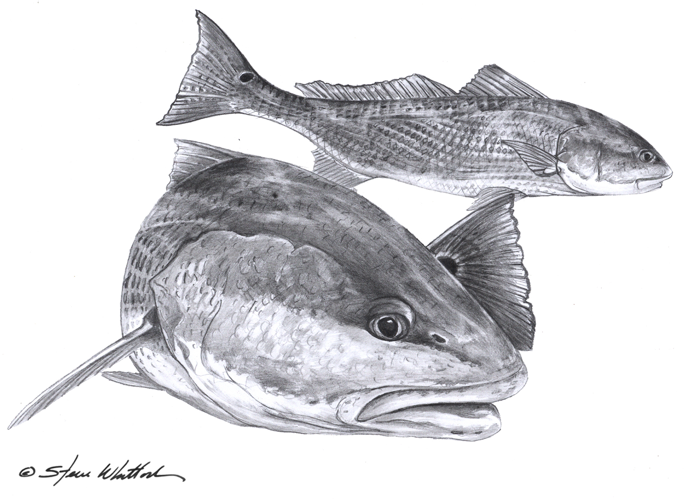 Steve Whitlock Pencil Art - Redfish