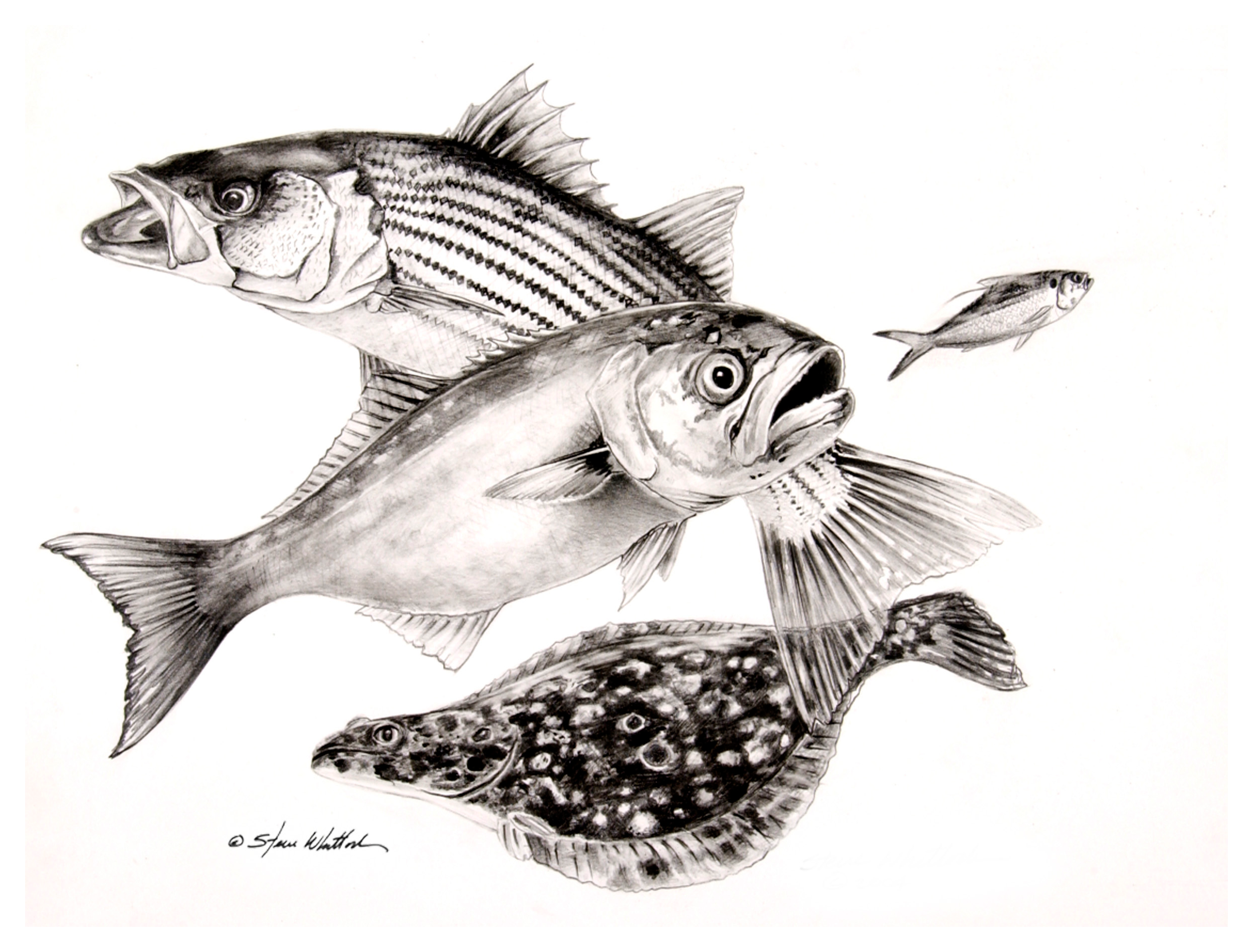 Steve Whitlock Pencil Art - New England Slam