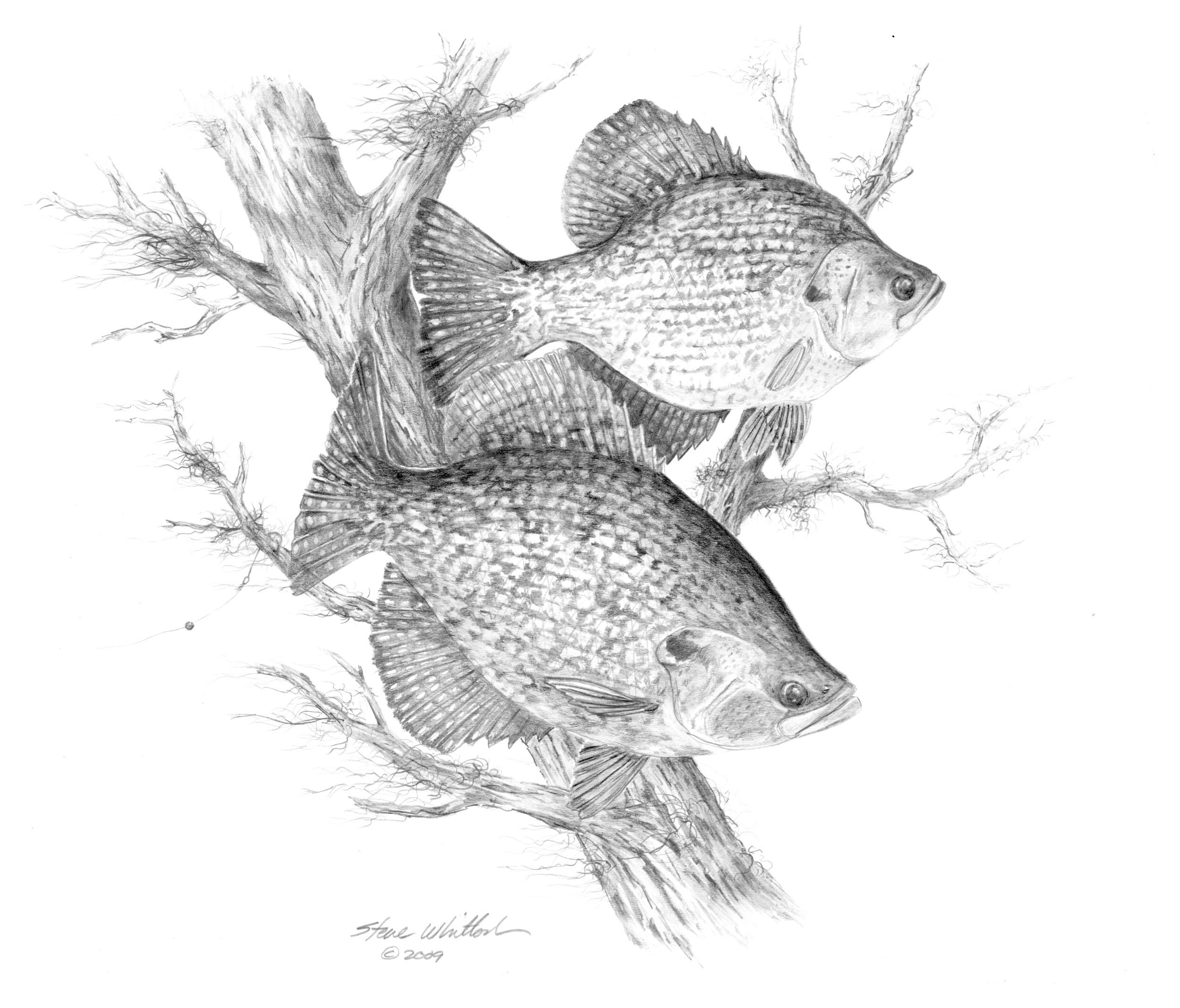 Steve Whitlock Black Crappie Pencil Art