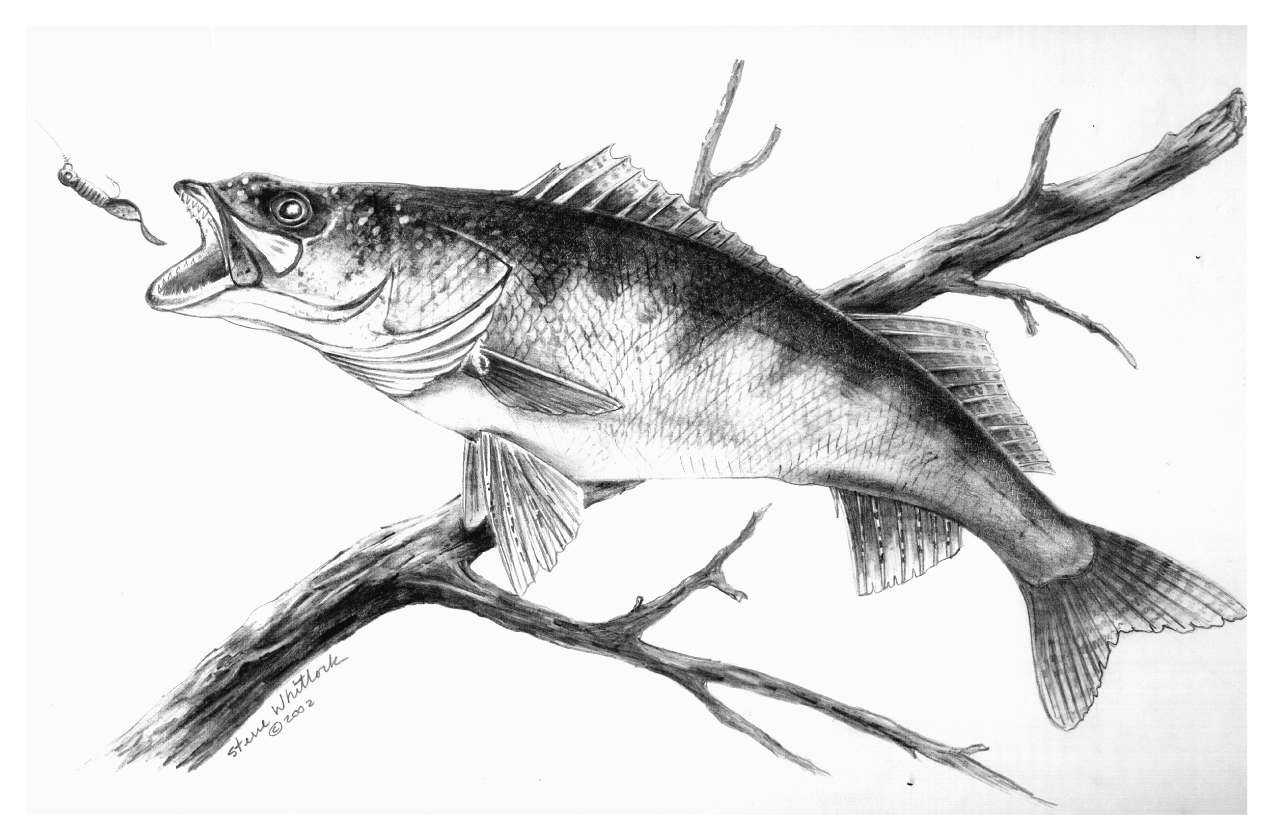 Steve Whitlock Pencil Art - Walleye
