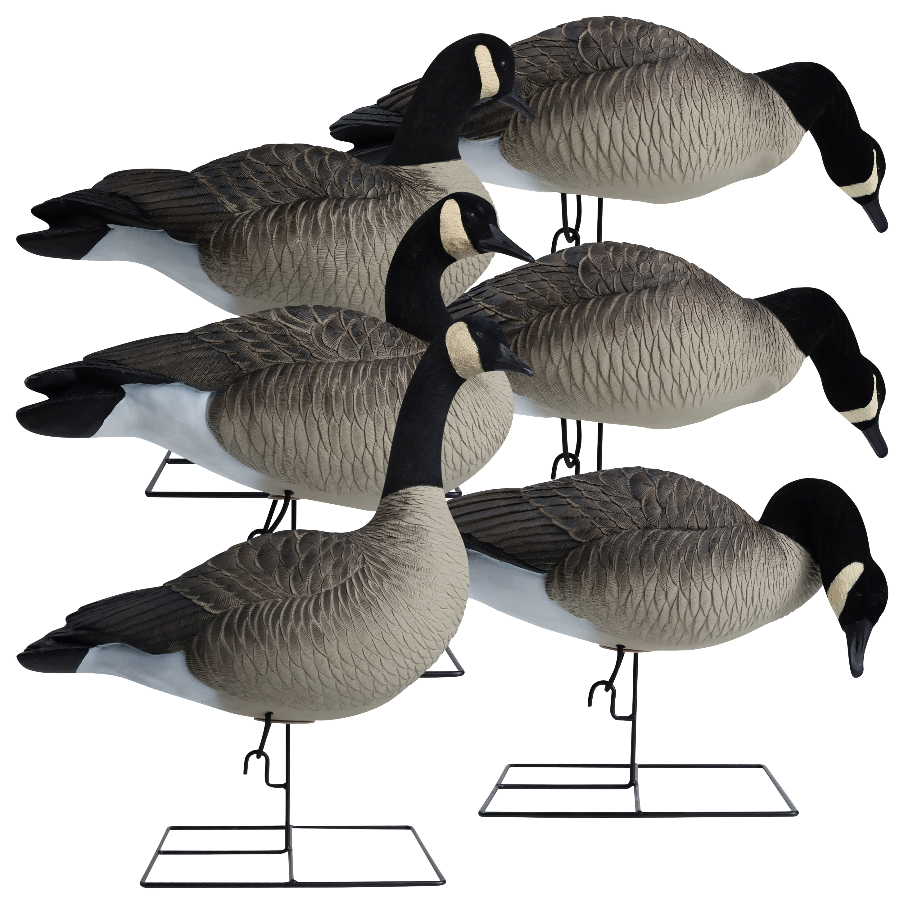Hardcore Decoys Rugged Series Full Body Canada Goose Decoys TouchDown Pack