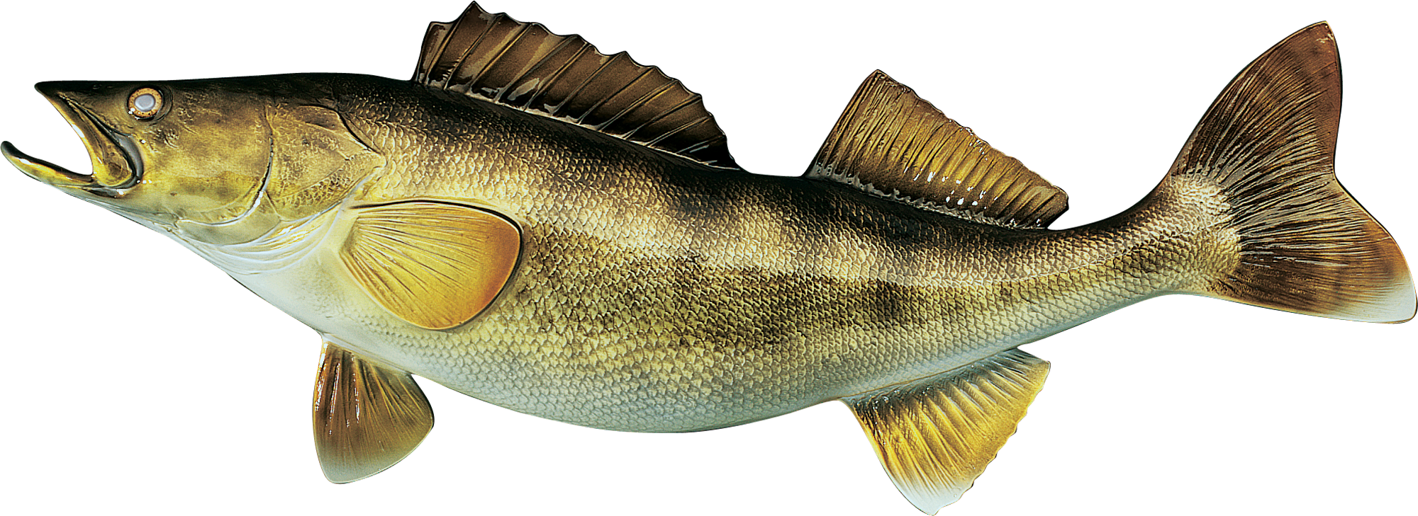 Cabela's Freshwater Fish Mount Replica Walleye