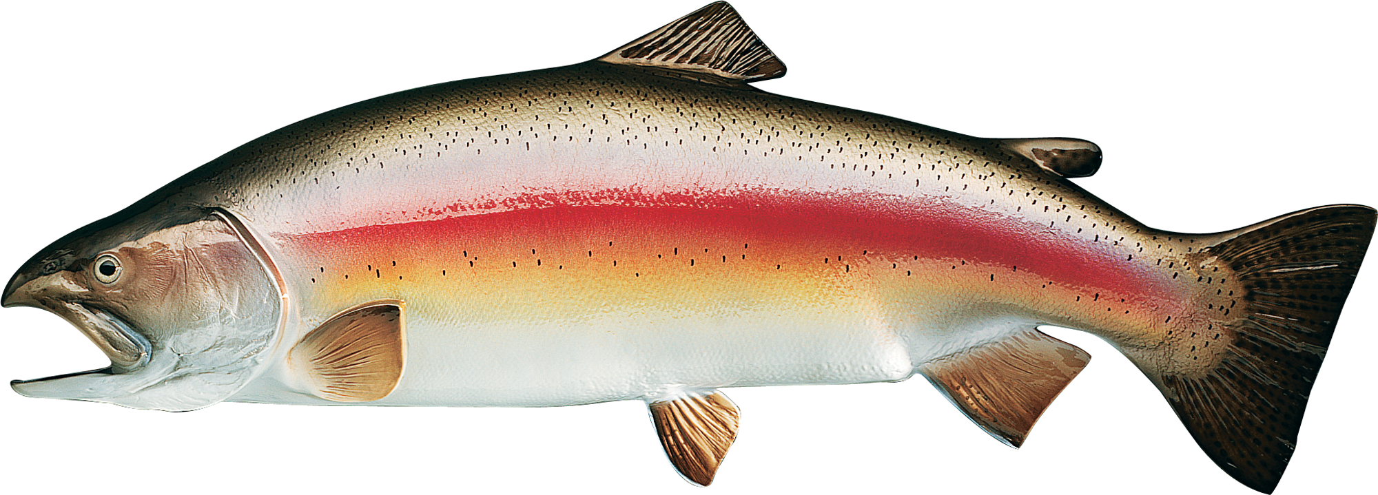 Cabela's Freshwater Fish Mount Replica Rainbow Trout