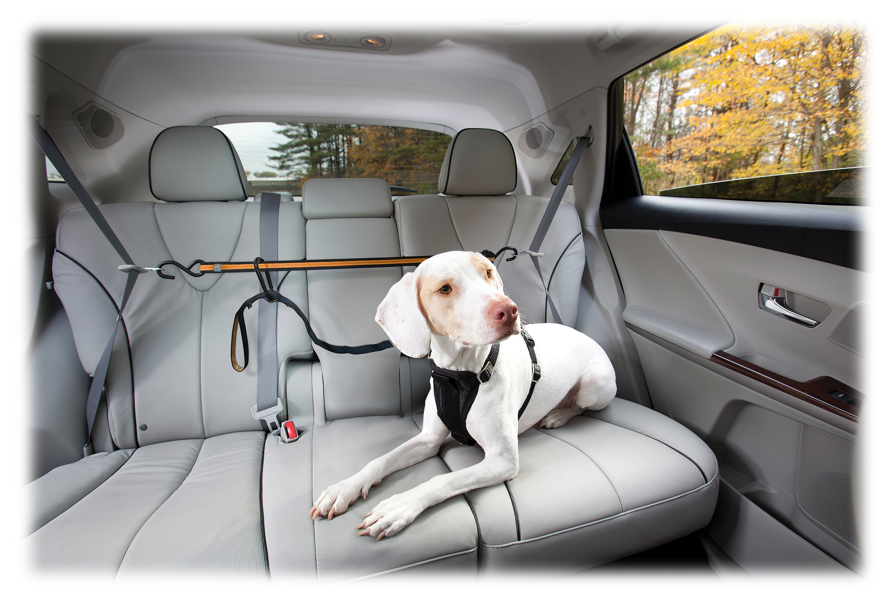 Kurgo Auto Zip Line for Dogs