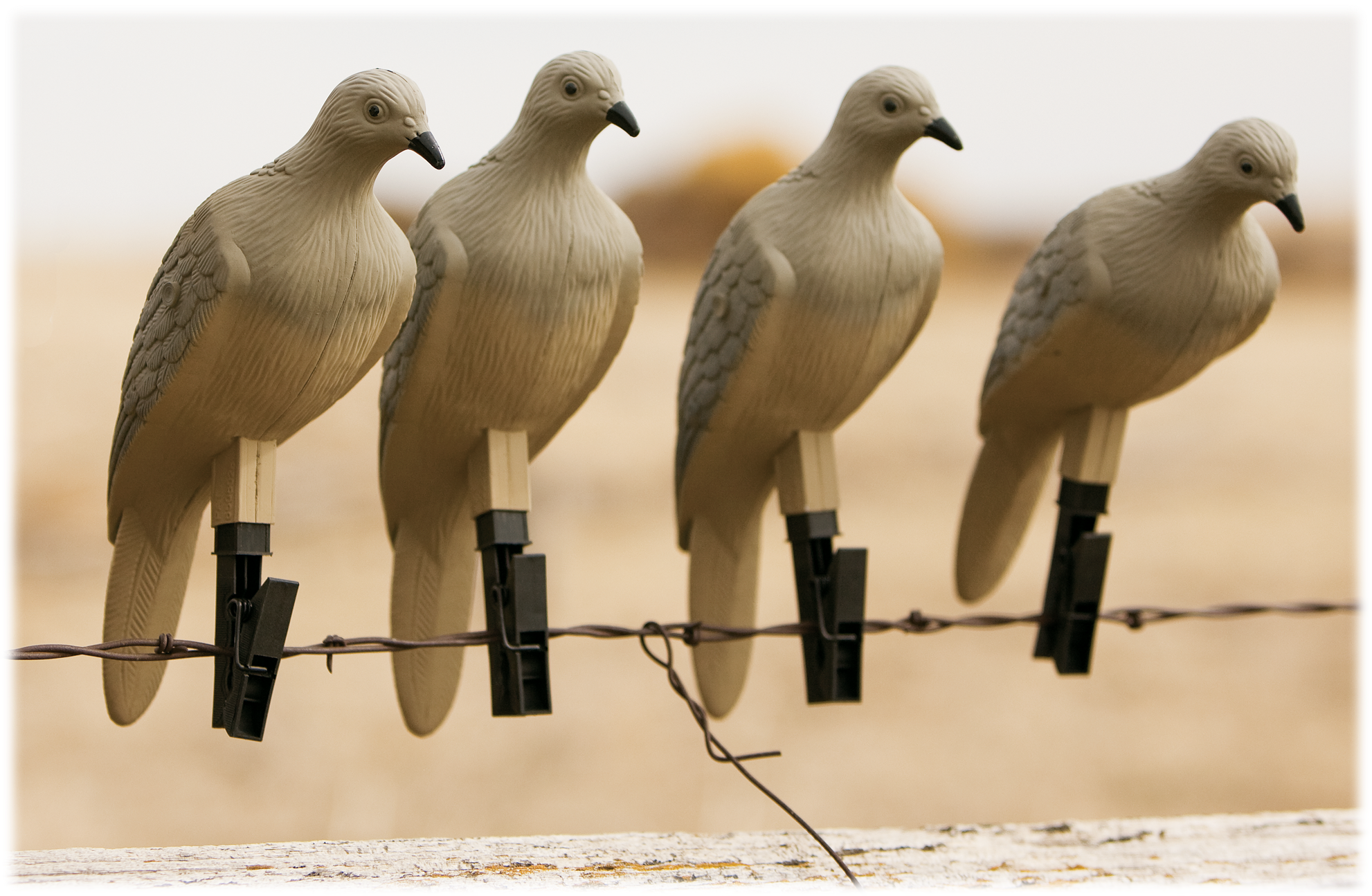 MOJO OUTDOORS 4 Pack Dove Decoys