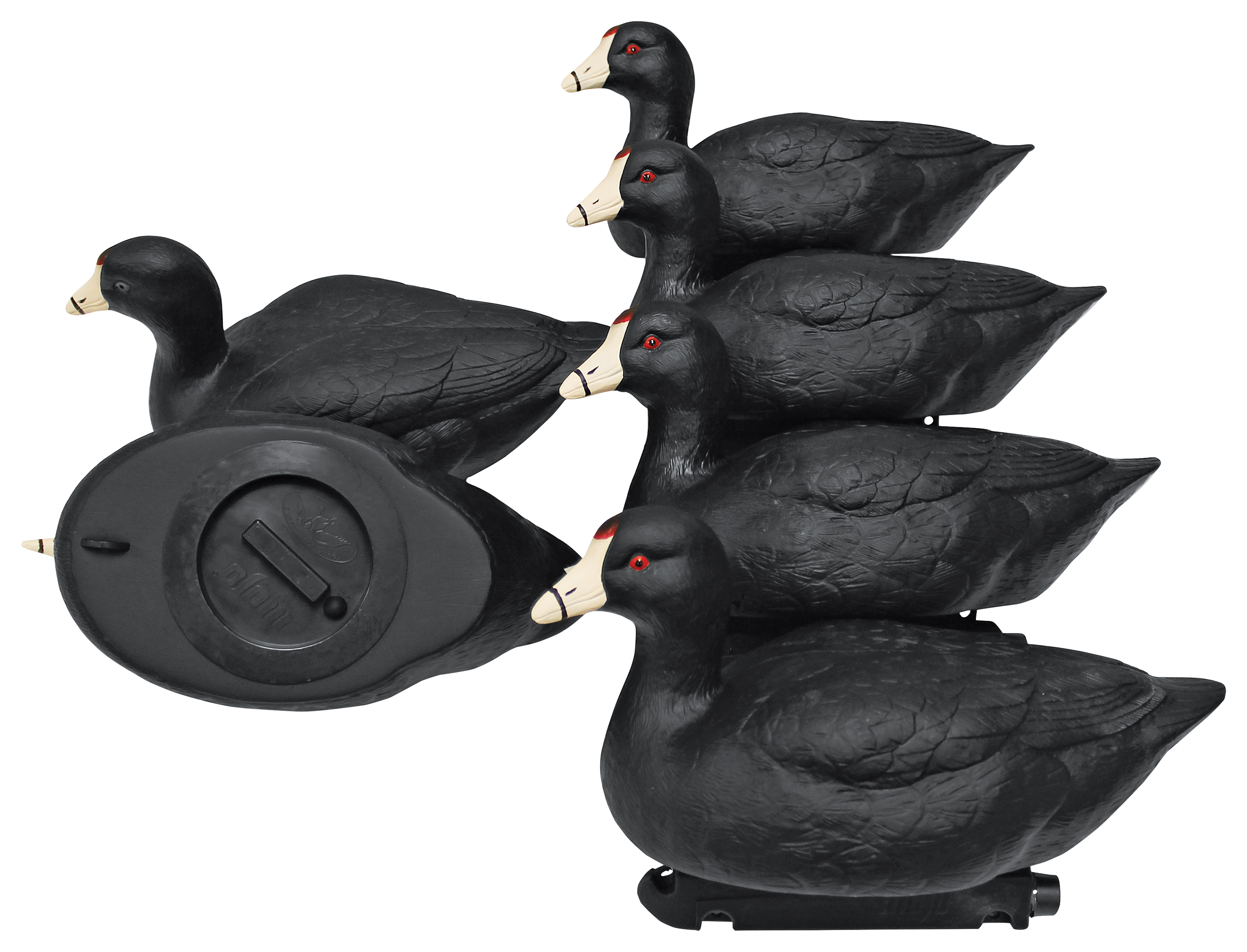 MOJO Outdoors Coot Confidence Duck Decoy 6-Pack