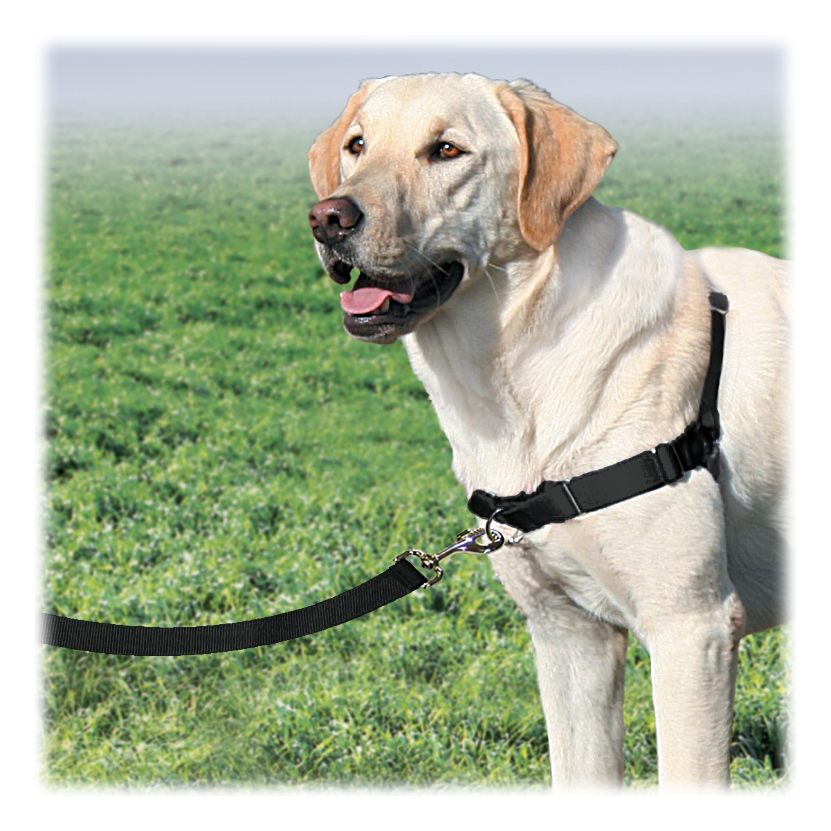 PETSAFE Easy Walk Dog Harness