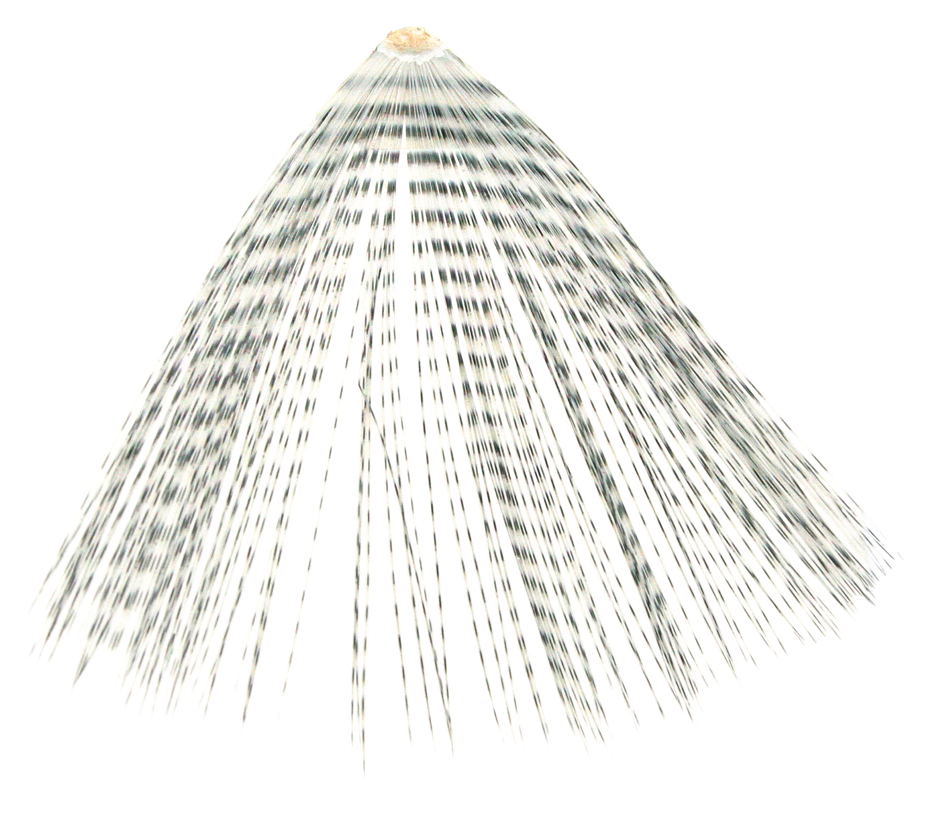 MONTANA FLY COMPANY Micro-Barred Fibbetts