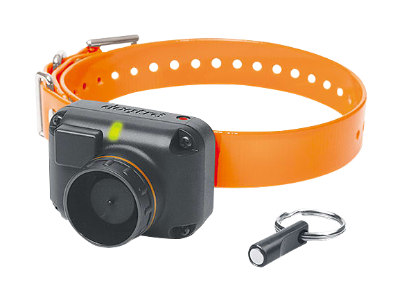 Image of Dogtra STB Beeper E-Collar Training System - Hawk