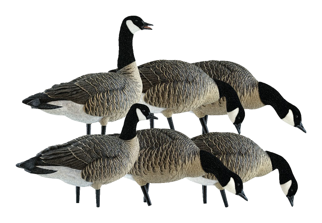 AXP Full-Body Lesser Canada Goose Decoys Fusion 6 Pack