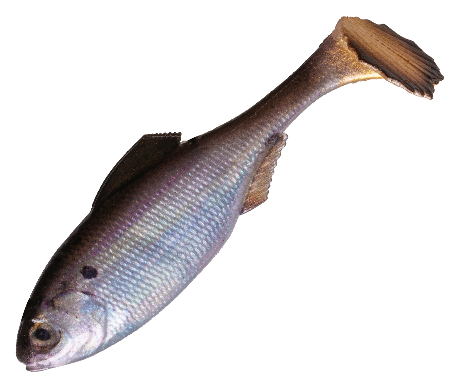 Image of "6th Sense Fishing Panorama Swimbait - Live Gizzard Shad - 4.3"""