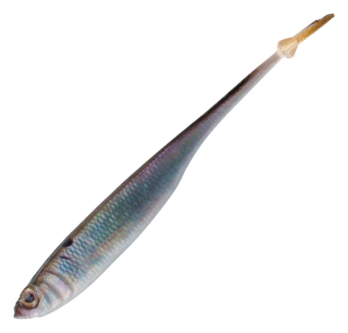 Image of "6th Sense Fishing Strobe Minnow - Live Gizzard - 3.2"""