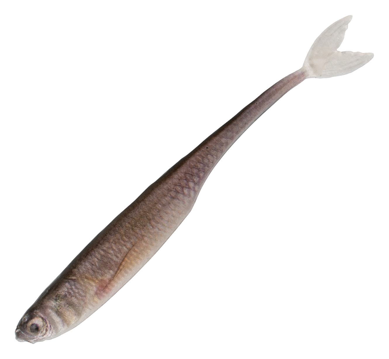 Image of "6th Sense Fishing Strobe Minnow - Live Minnow - 4"""